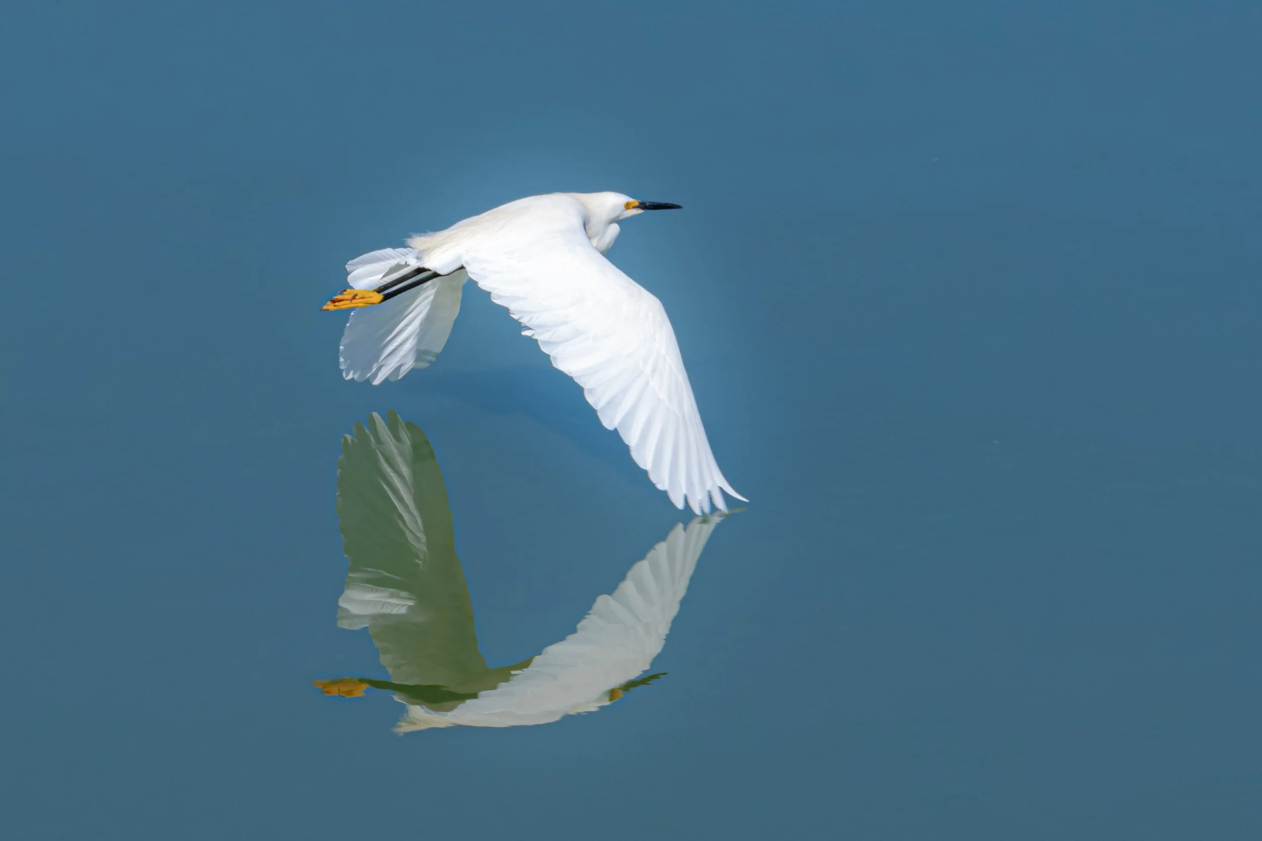 A white heron flying over calm blue water, with its reflection visible beneath it.
