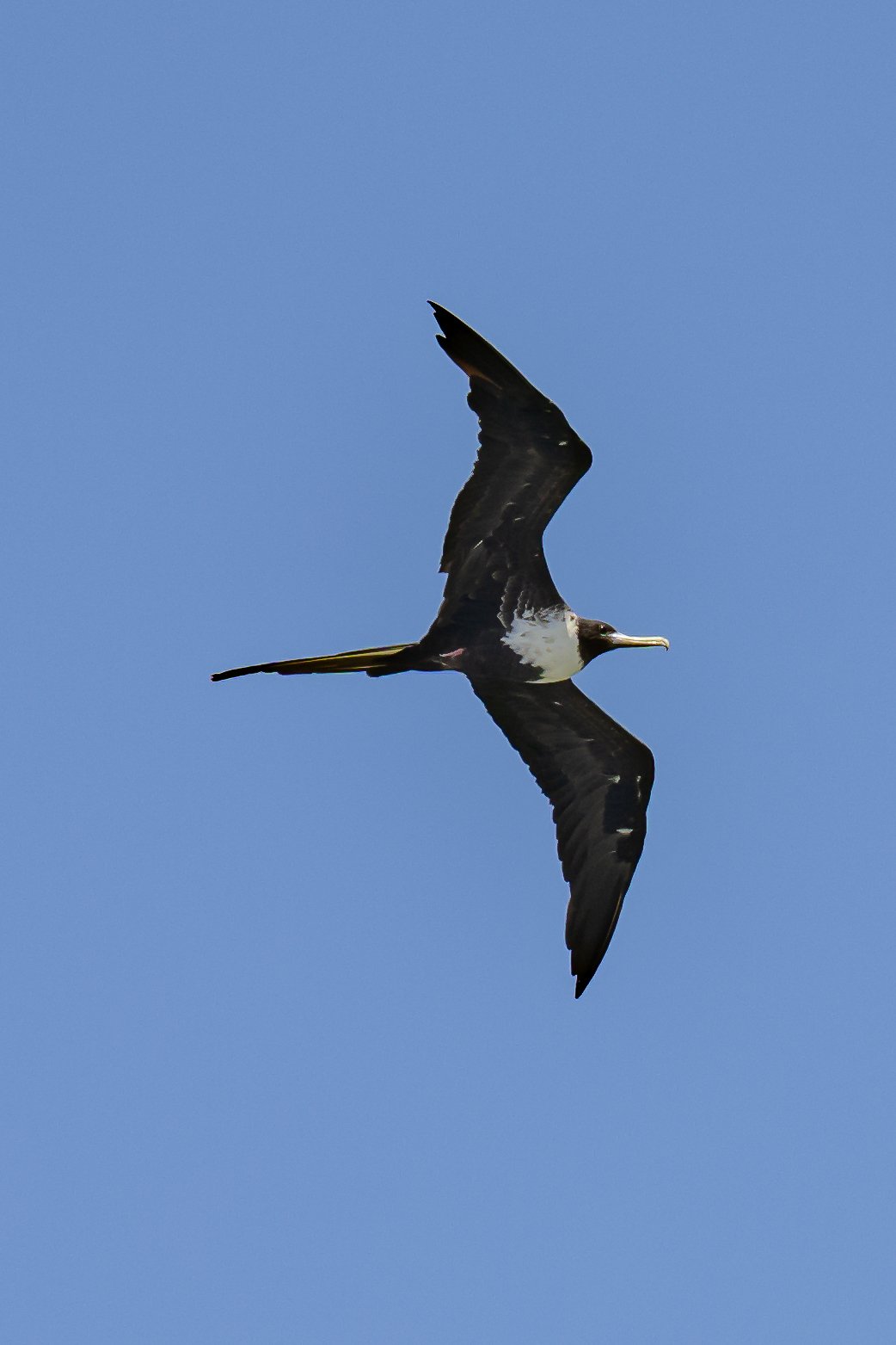 A bird flying in a clear blue sky.