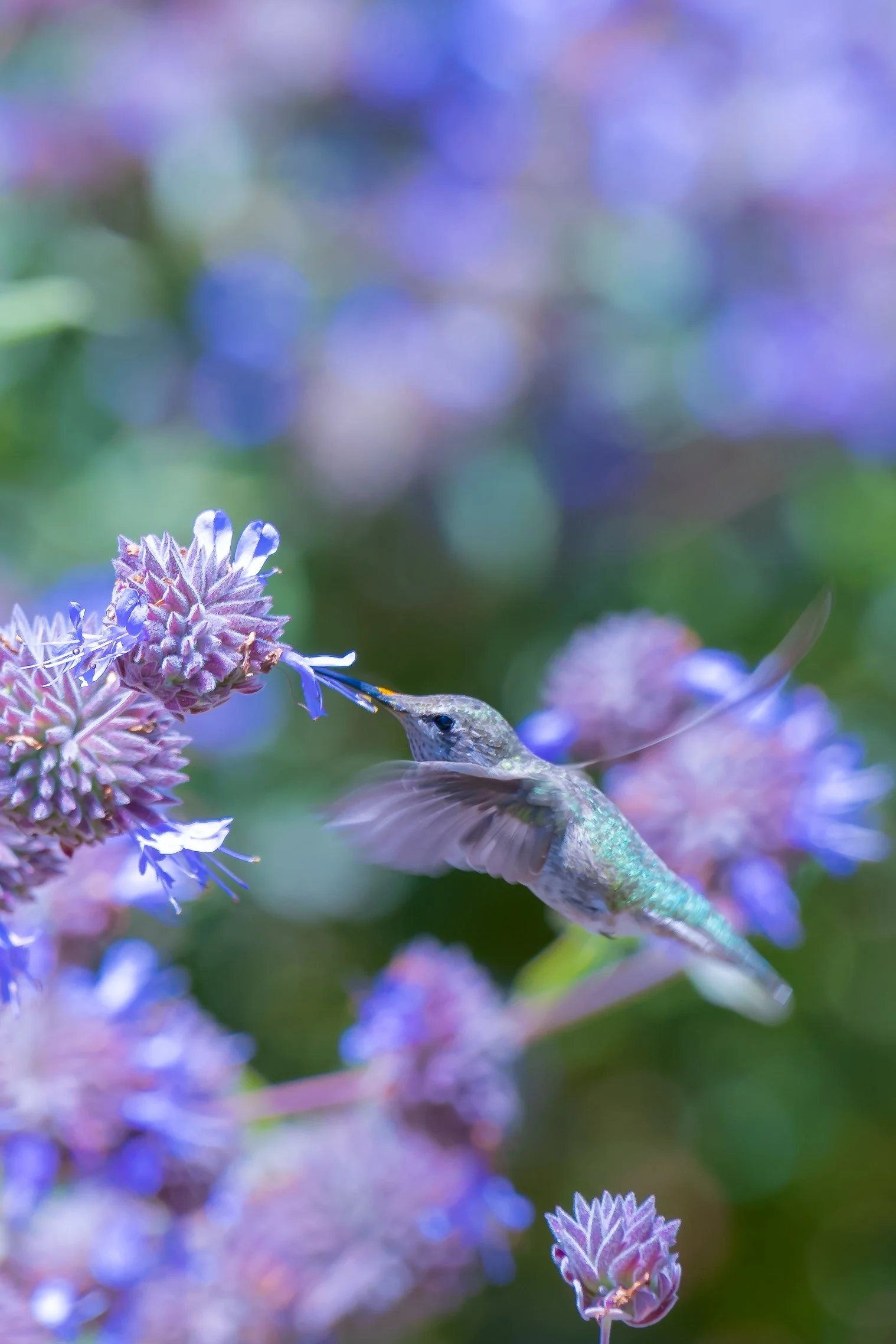 A hummingbird feeding on purple flowers with a green and purple blurred background.