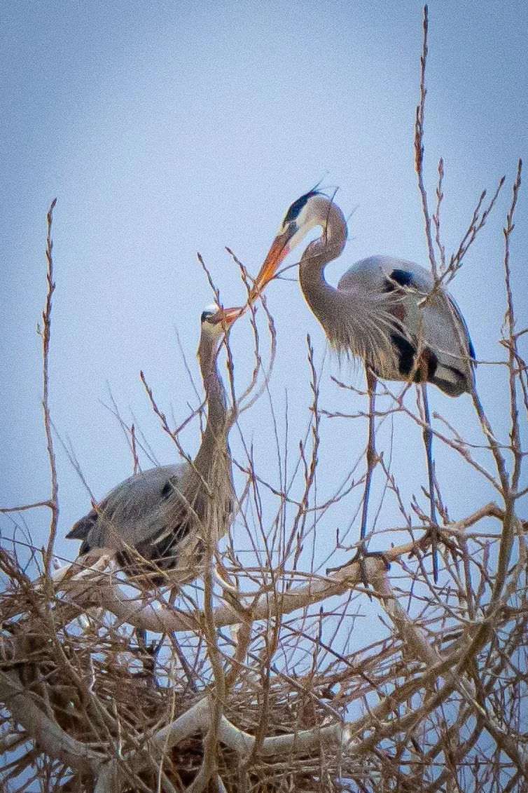Two herons standing in a large nest made of twigs, setting against a clear blue sky.