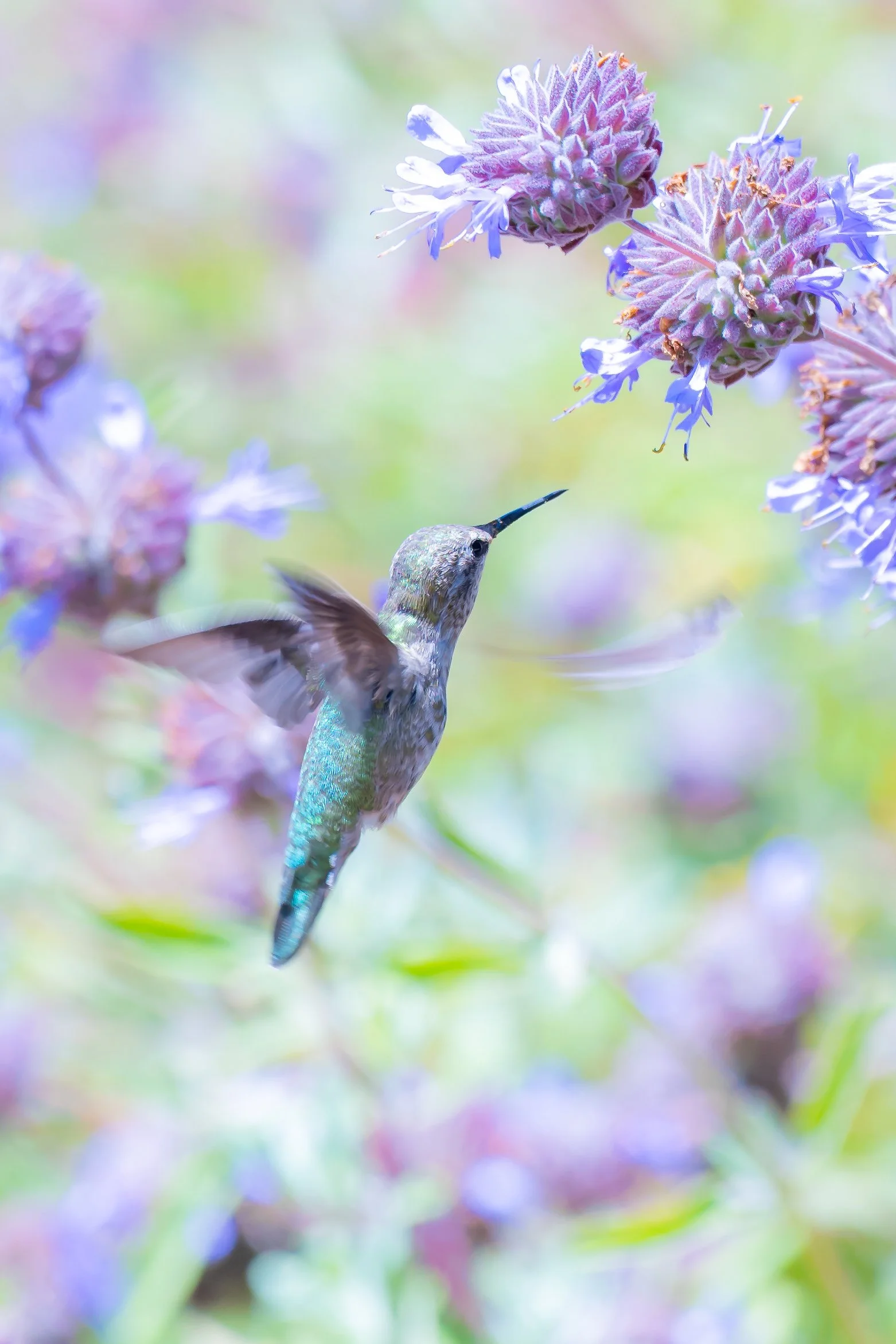 A hummingbird flying near purple and pink flowers against a blurred colorful background.