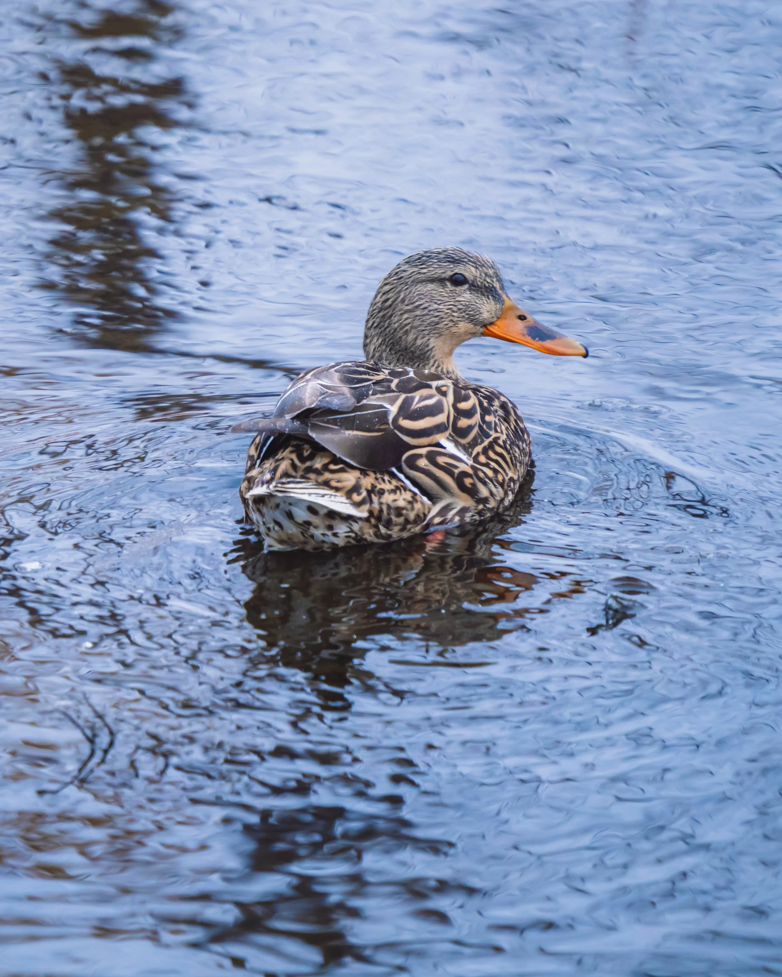 A female mallard duck swimming in a body of water.