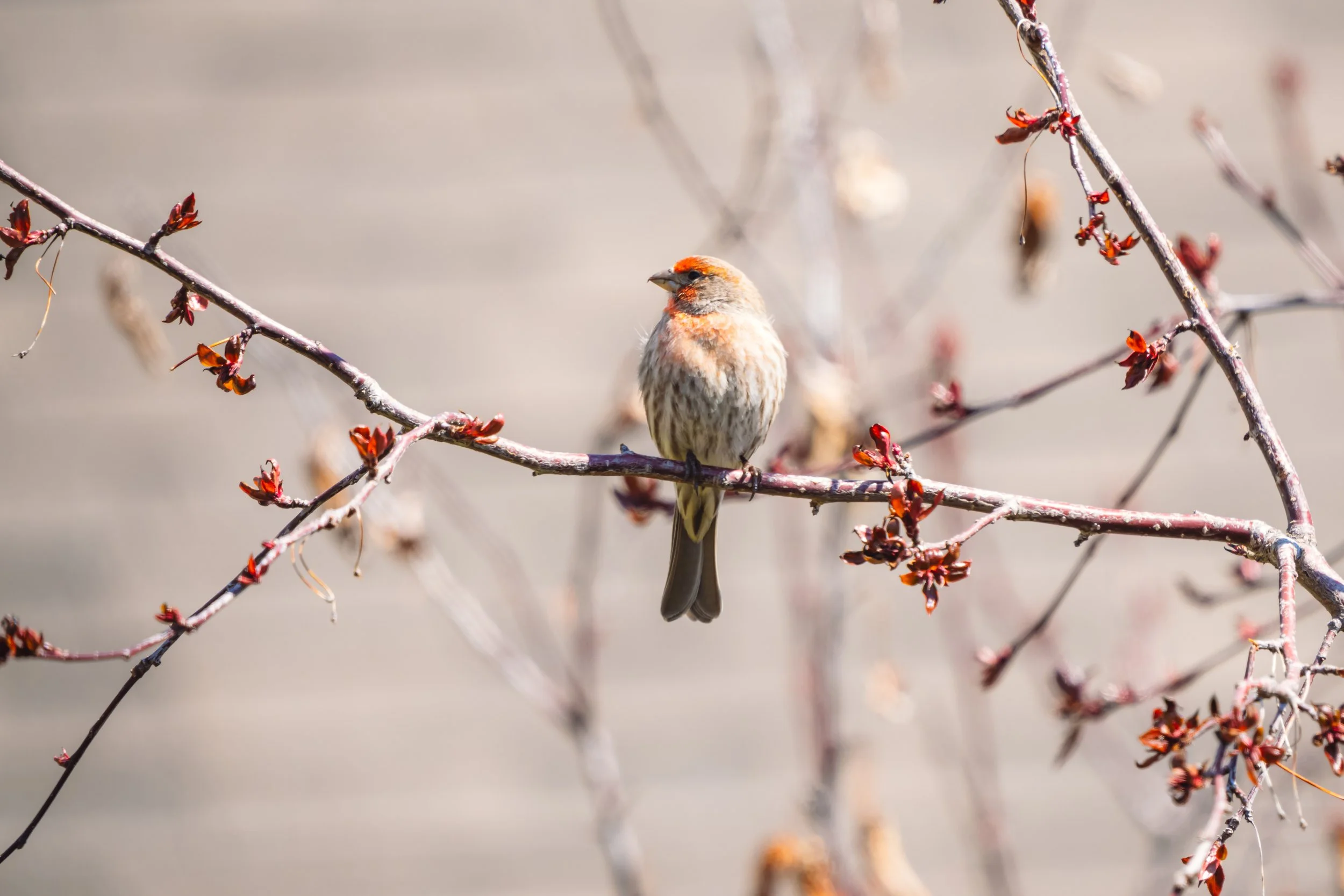 A small brown bird perched on a thin branch with red buds, against a blurry background.