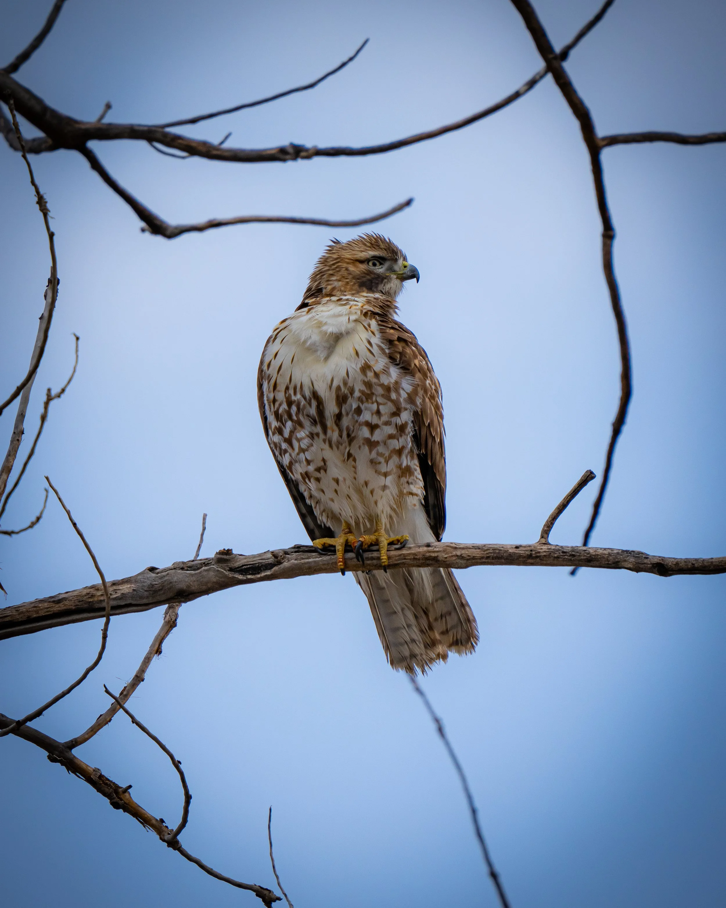 A hawk perched on a tree branch against a cloudy sky.