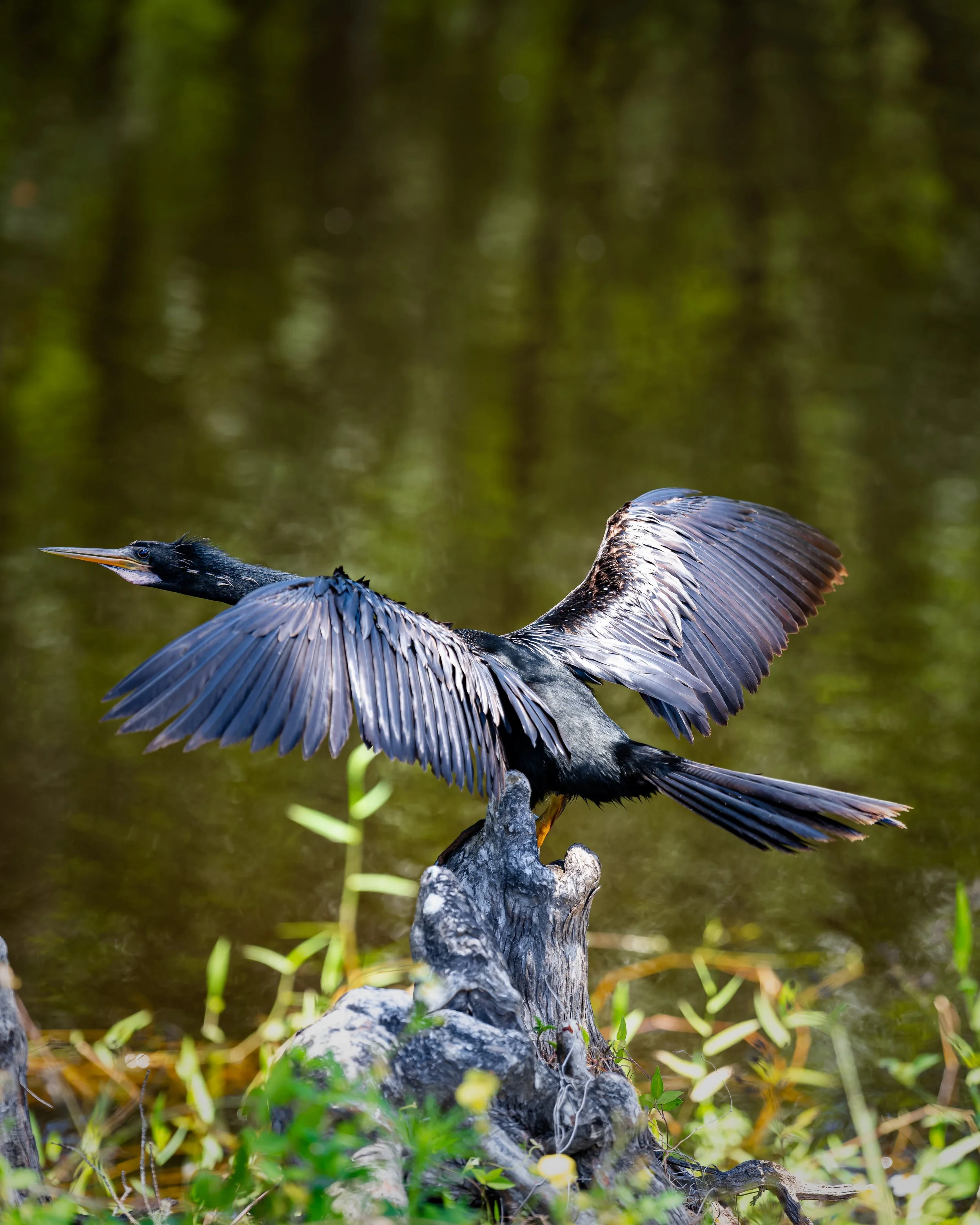 A black bird with long wings spread open perched on a tree stump near water.