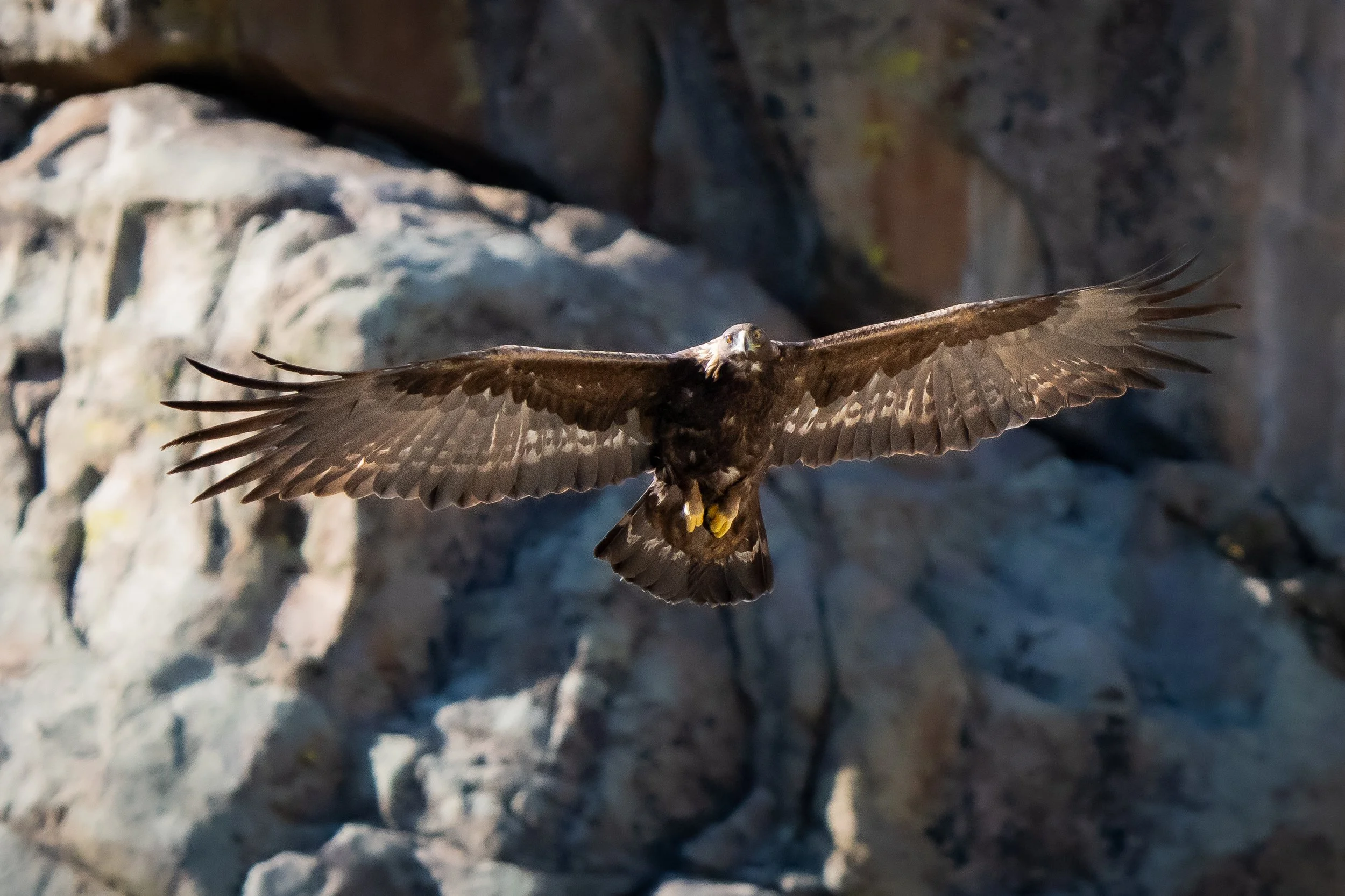 A Golden Eagle flying with its wings fully spread over rocky terrain in Boulder Canyon, CO. 