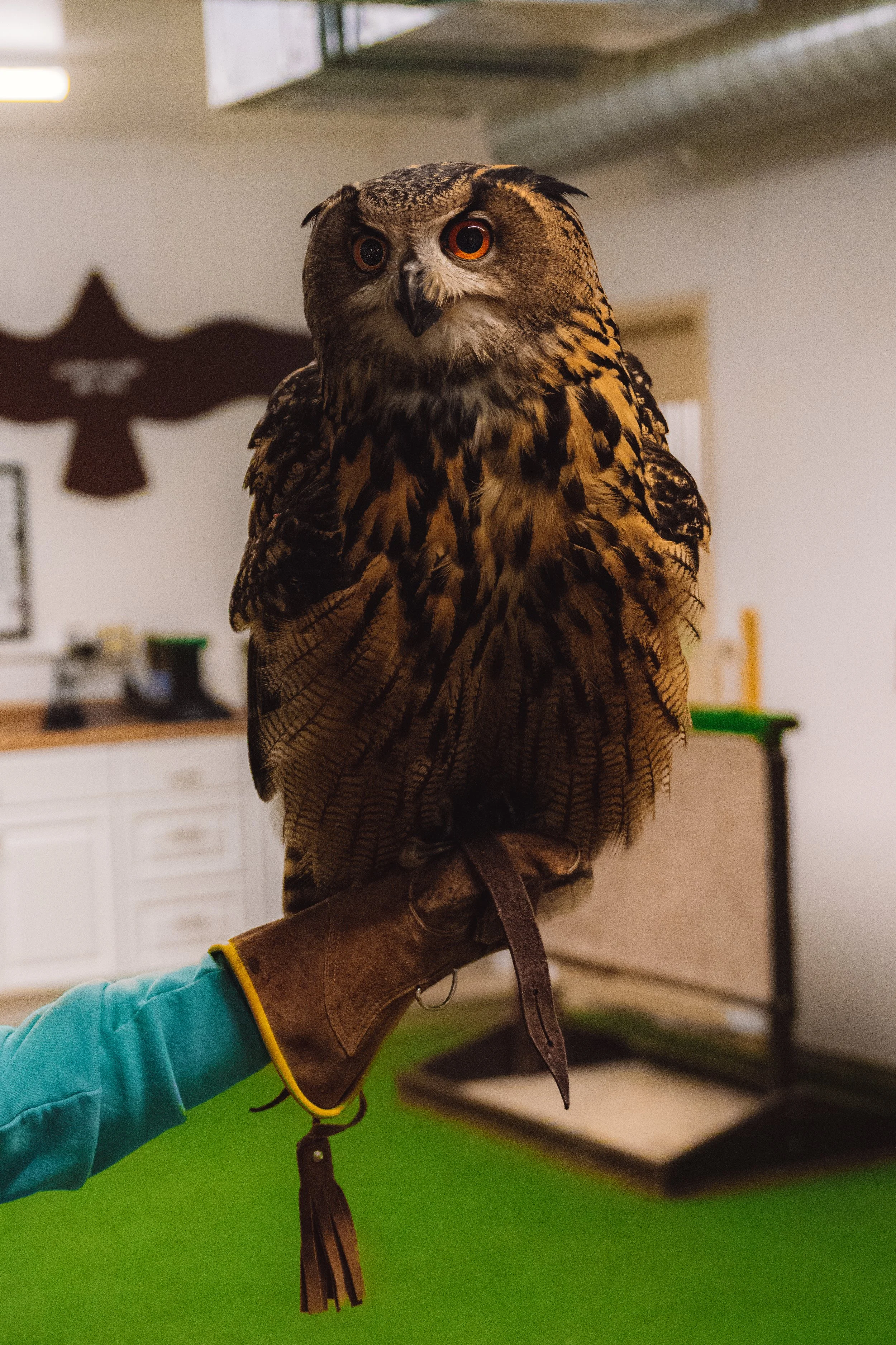A person wearing a leather glove short on a falconer's mitt holding a Eurasian Eagle-Owl with brown and black feathers and orange eyes indoors.