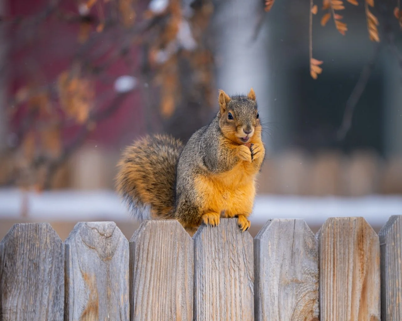 A squirrel sitting on a wooden fence with snow in the background, holding something in its paws and looking directly at the camera.