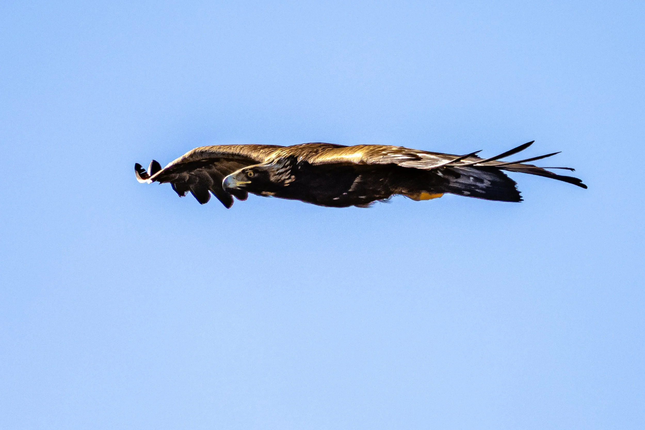 A Golden Eagle, flying in clear blue sky with its wings spread wide in in Boulder Canyon, CO. 