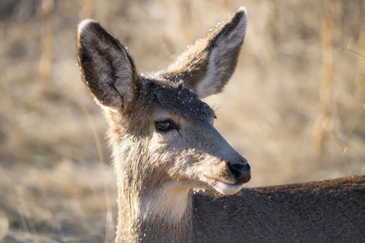 Close-up of a deer with large ears standing outdoors in a natural habitat.