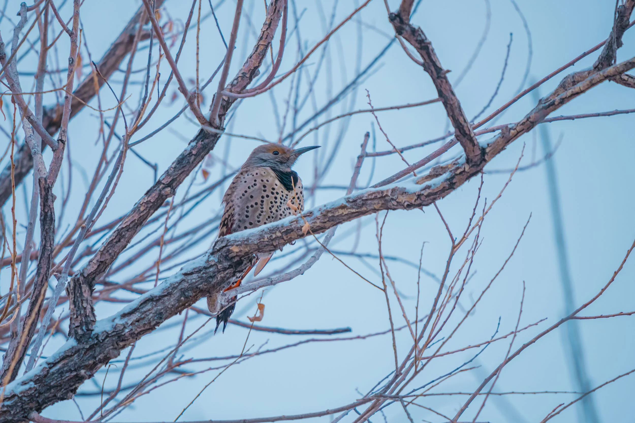 Bird perched on a snowy tree branch with bare twigs and branches in the background.