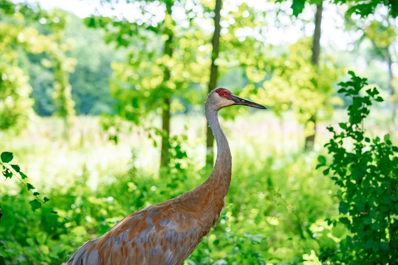 A crane standing among green foliage in a forested area at Kensington State Park, MI.
