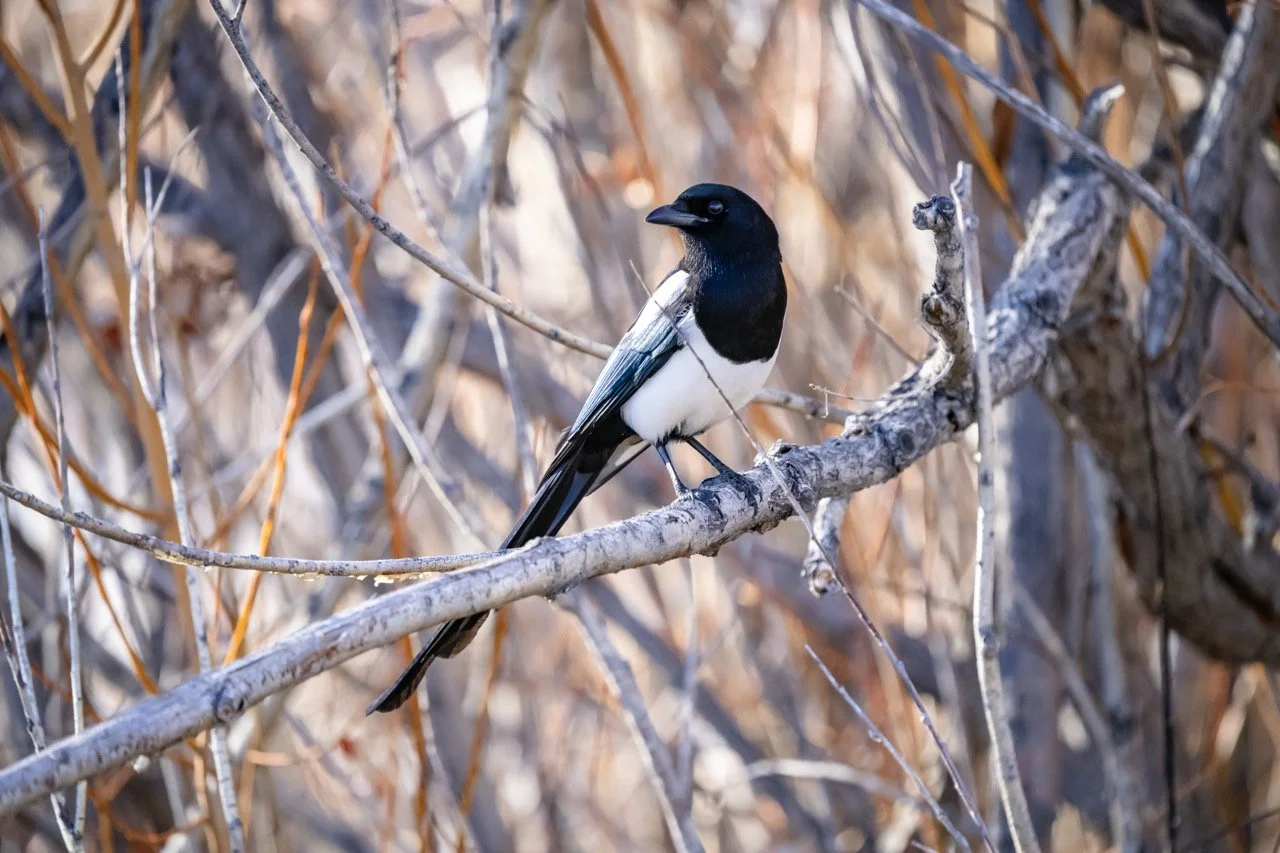 A Magpie perched on a branch amid dry, tangled twigs and branches.