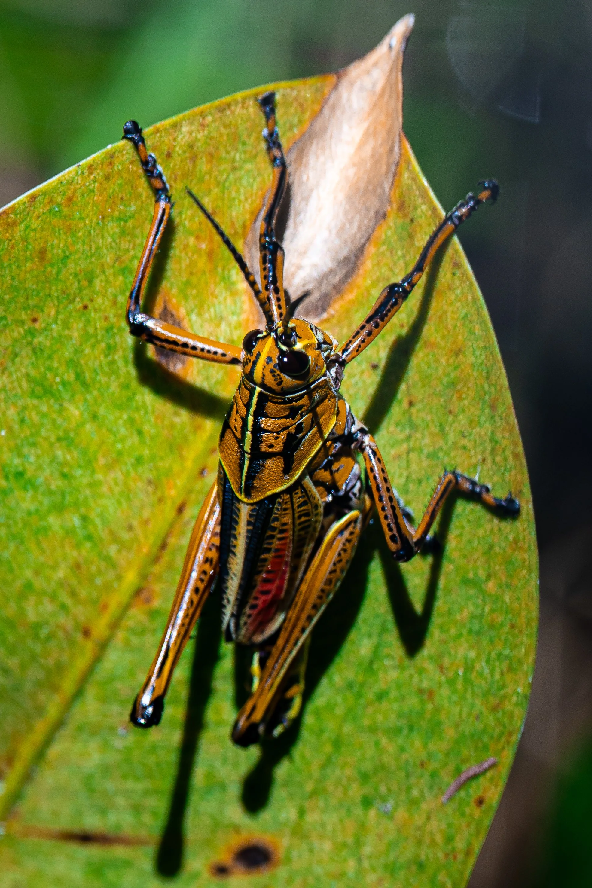 Close-up of a colorful grasshopper with black, yellow, and orange markings perched on a green leaf.