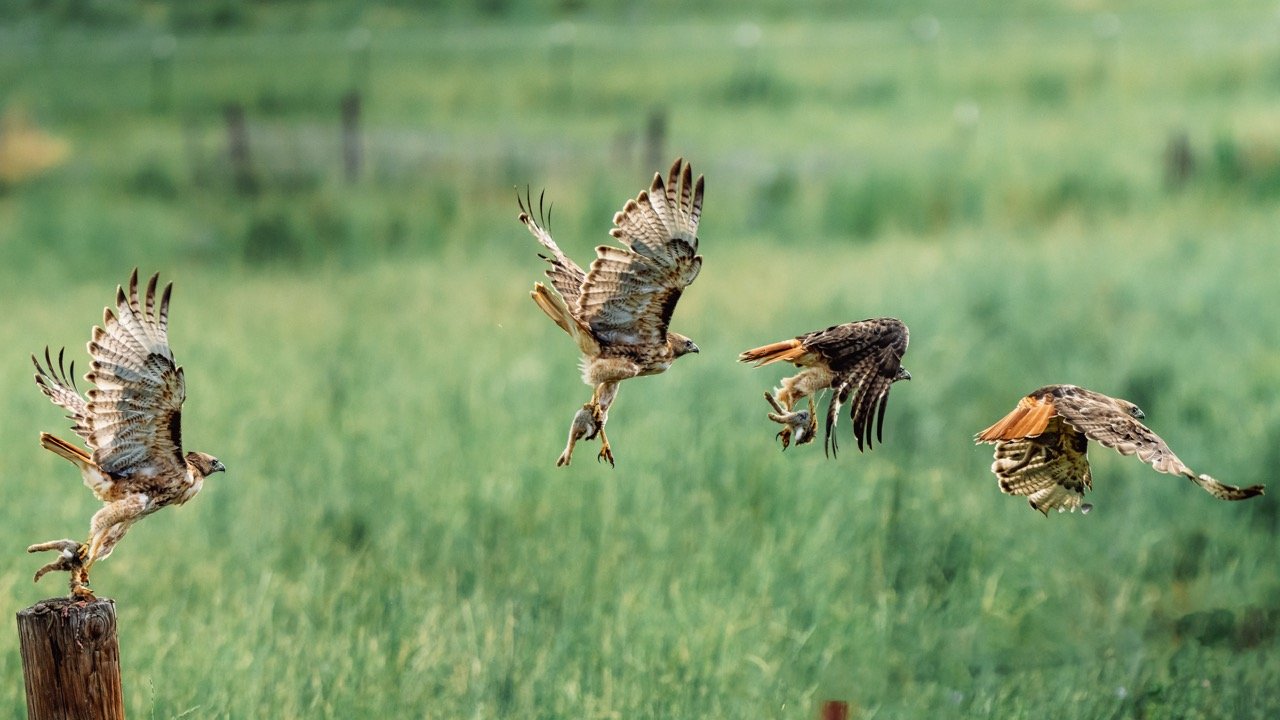 One hawk carrying prey in various stages of flight over a grassy field with a blurred green background.