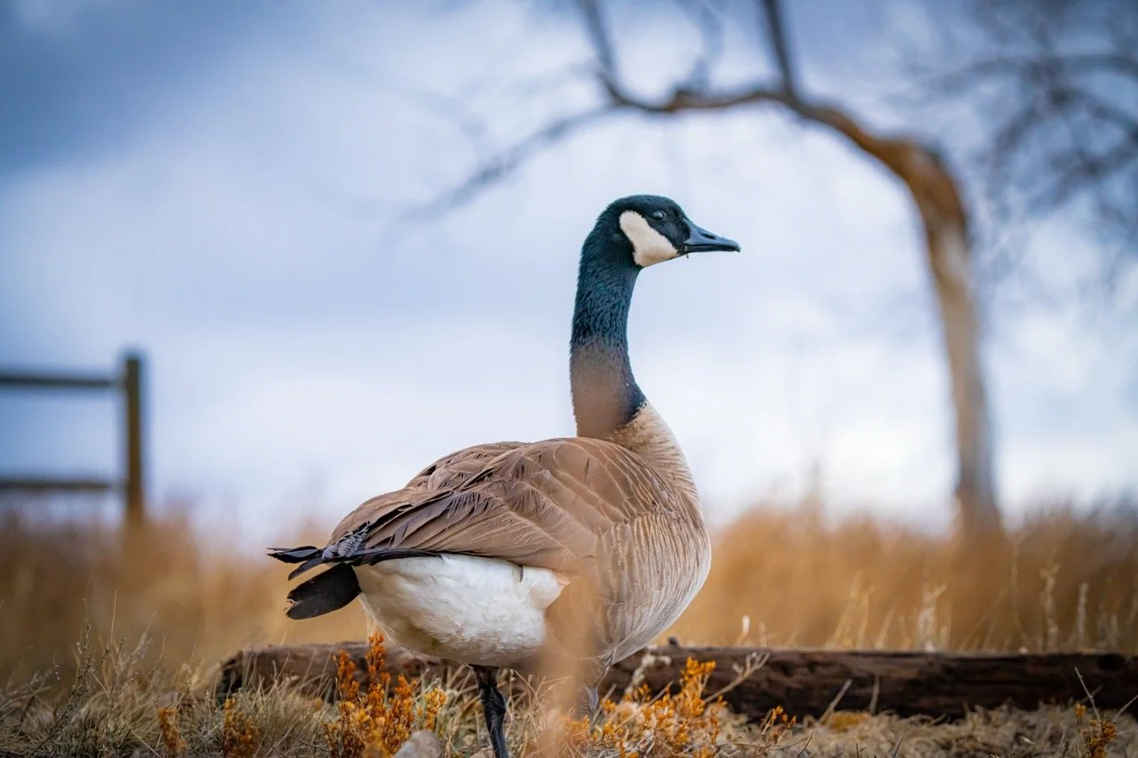 A Canada goose standing on grass with a blurred background of a tree and sky