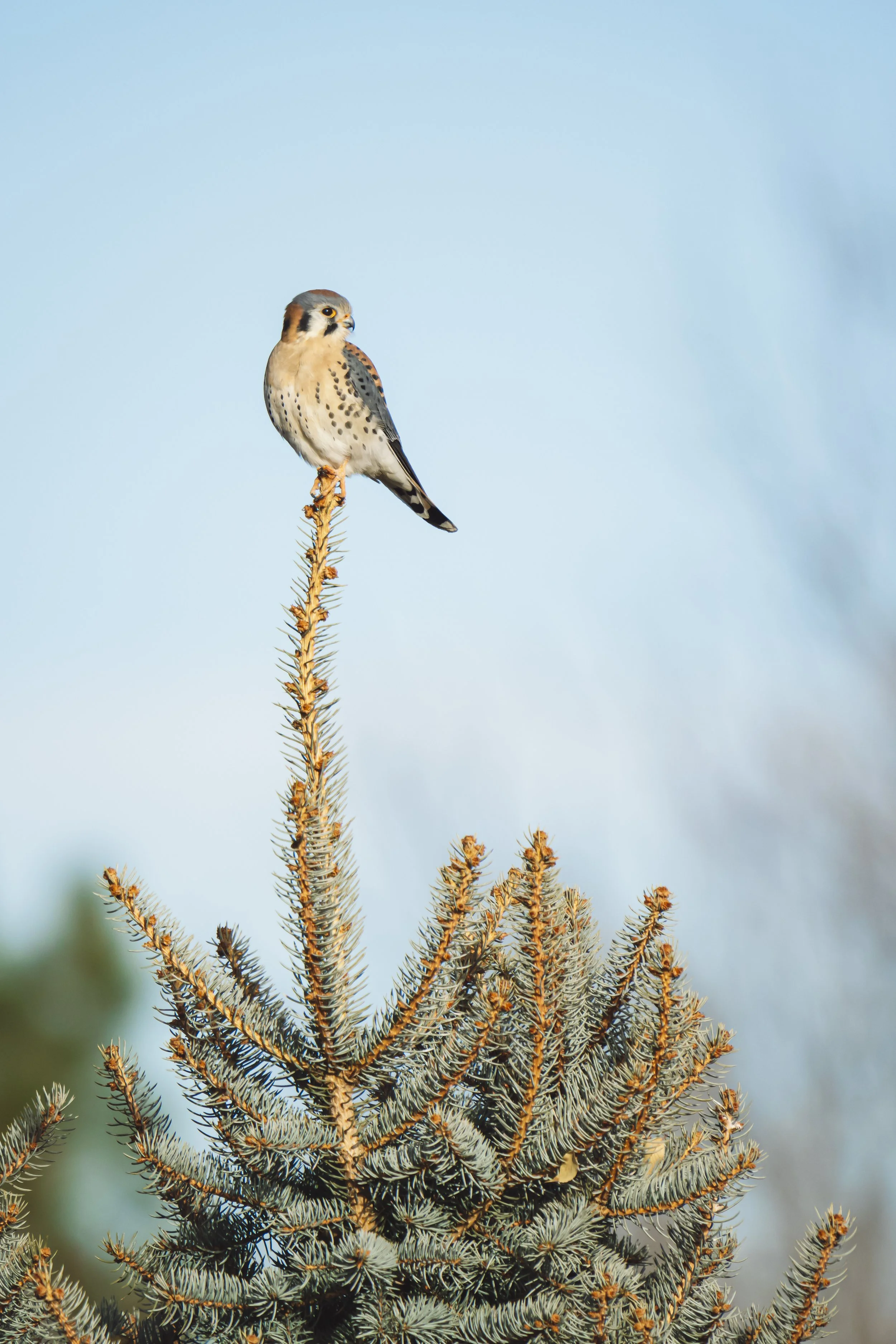A bird perched on top of a pine tree against a blue sky with some clouds in Colorado. 