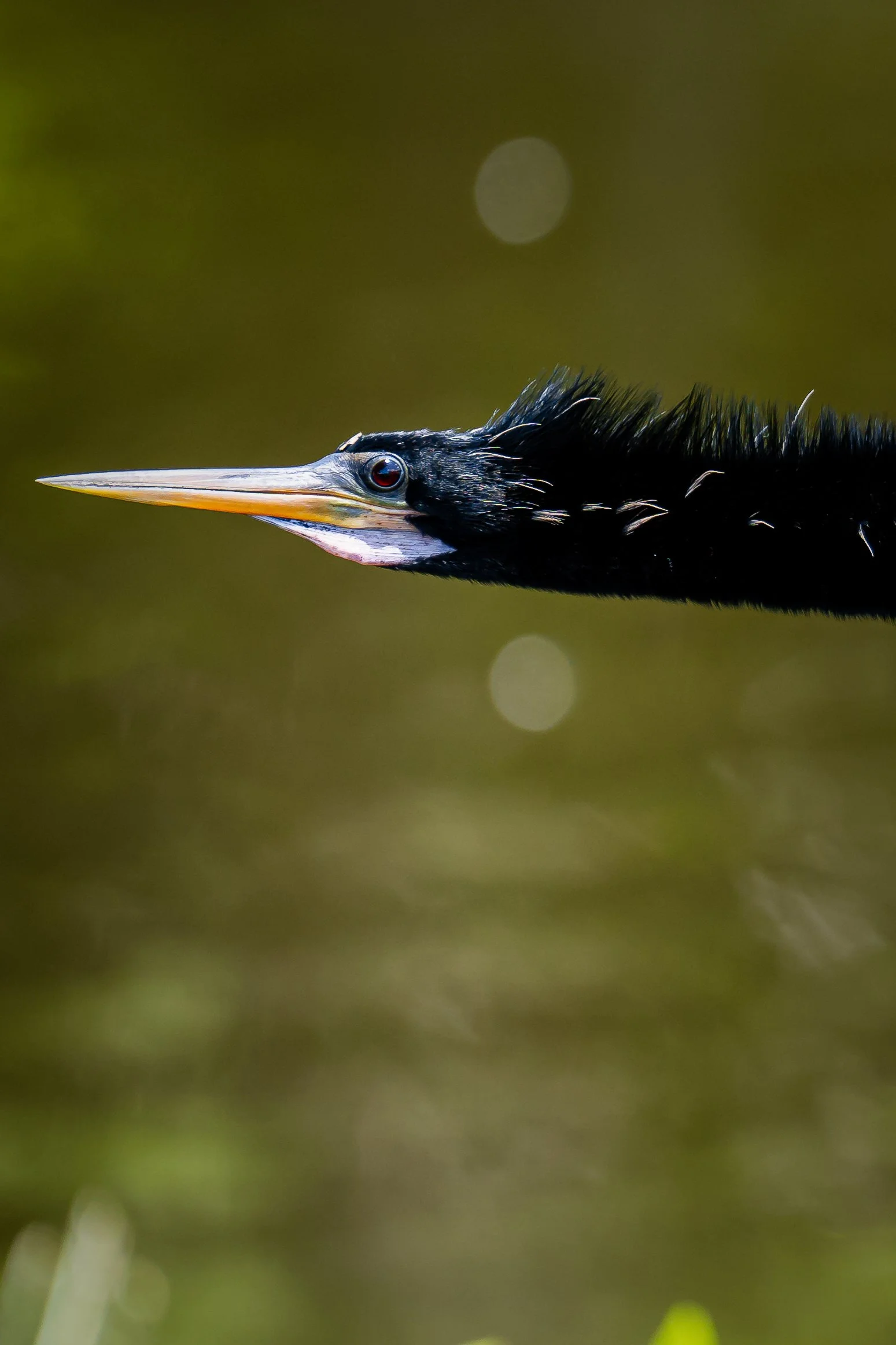 A close-up of an Anhinga bird's head and neck, with its beak pointing to the left, set against a blurred green background in Florida. 
