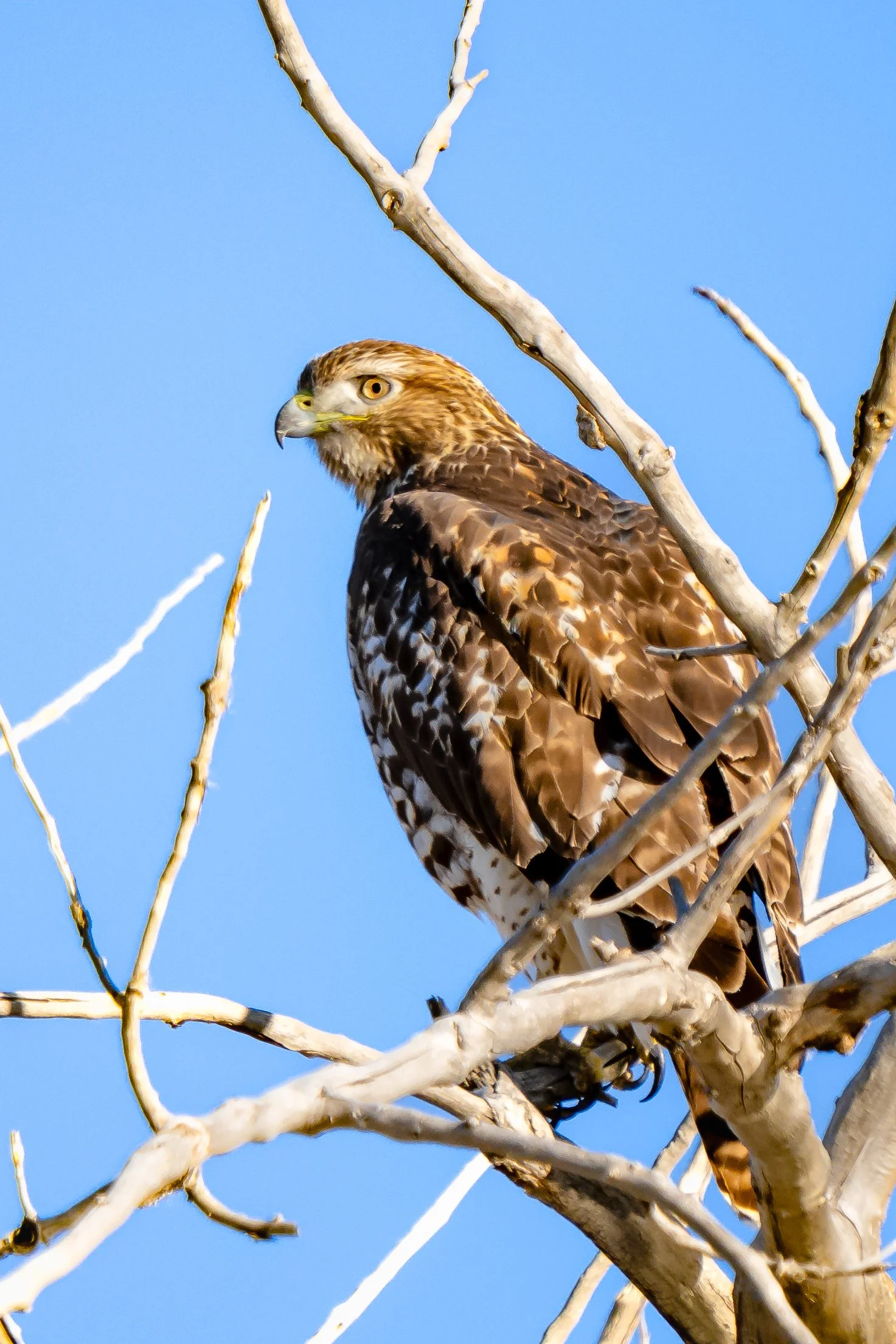 A hawk perched on a leafless tree against a clear blue sky in Florida. 