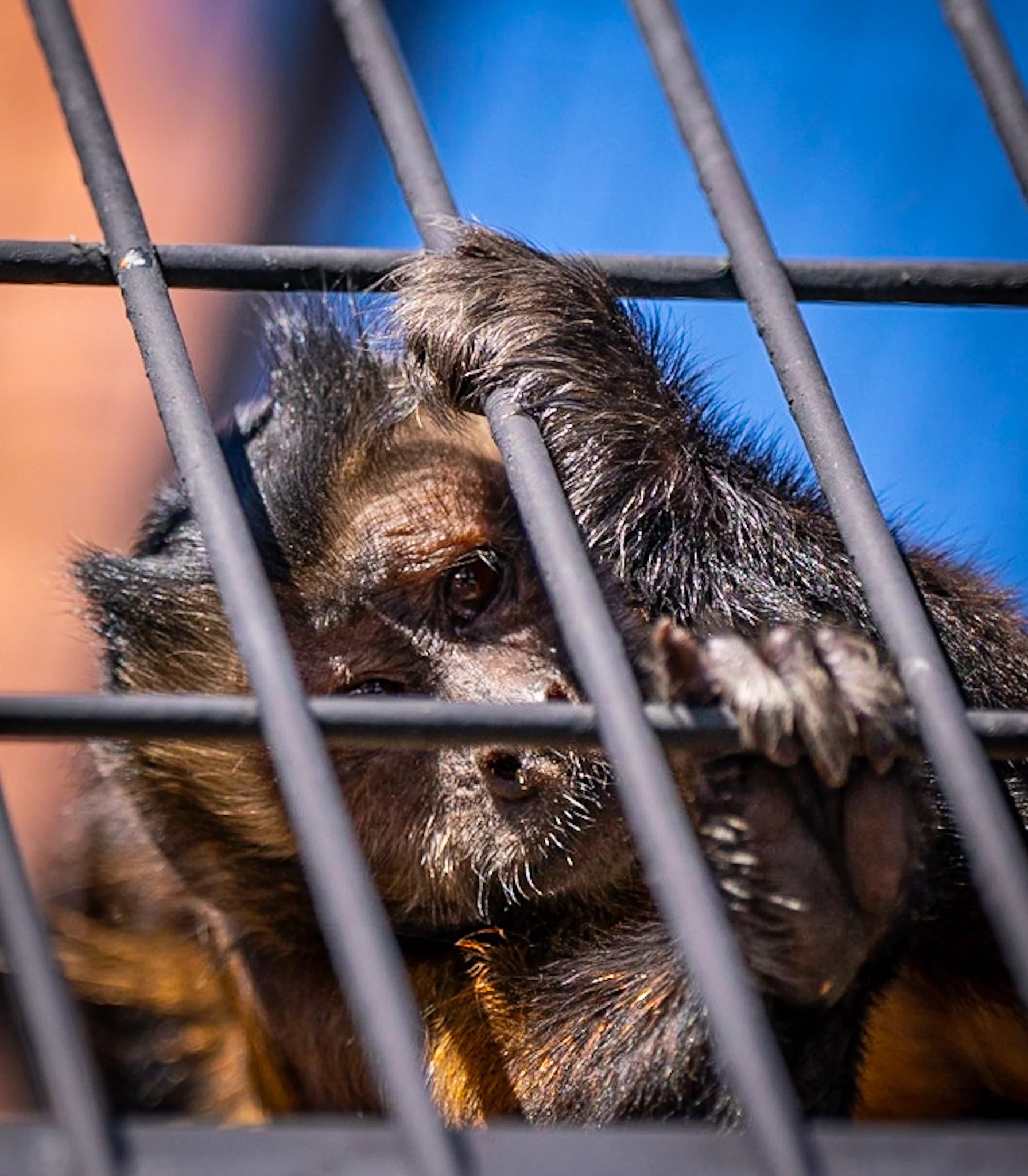 A small monkey behind a metal cage, looking out with a sad expression.