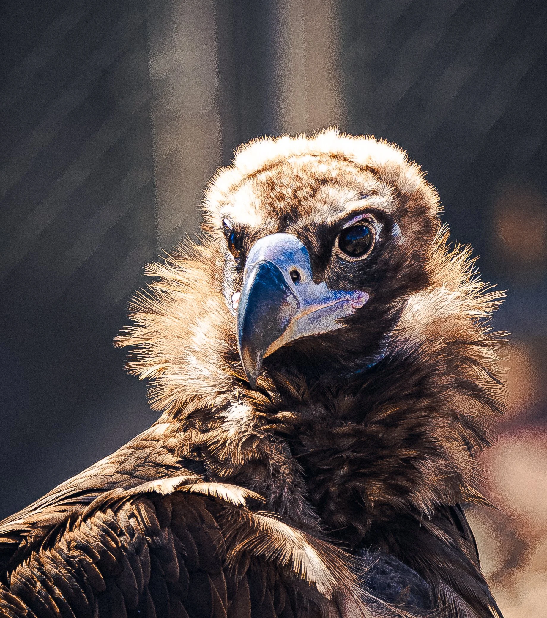 Close-up of a bird of prey, likely a vulture, with a strong hooked beak and detailed dark feathers.