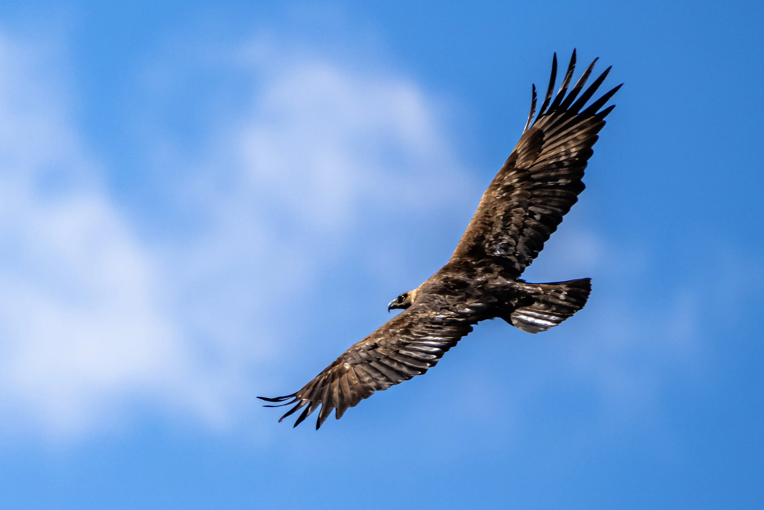 A Golden Eagle, flying in the sky with wings fully extended, against a backdrop of blue sky with some clouds in Boulder Canyon, CO. 