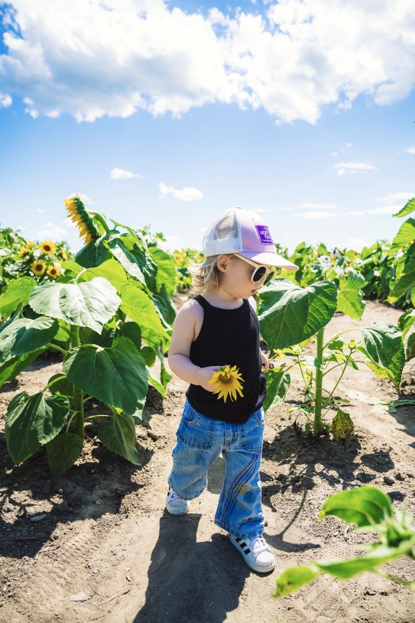 A young child walking through a sunflower field on a sunny day, holding a sunflower flower, wearing a black sleeveless top, blue jeans with embroidery, white sneakers, a white cap, and sunglasses.