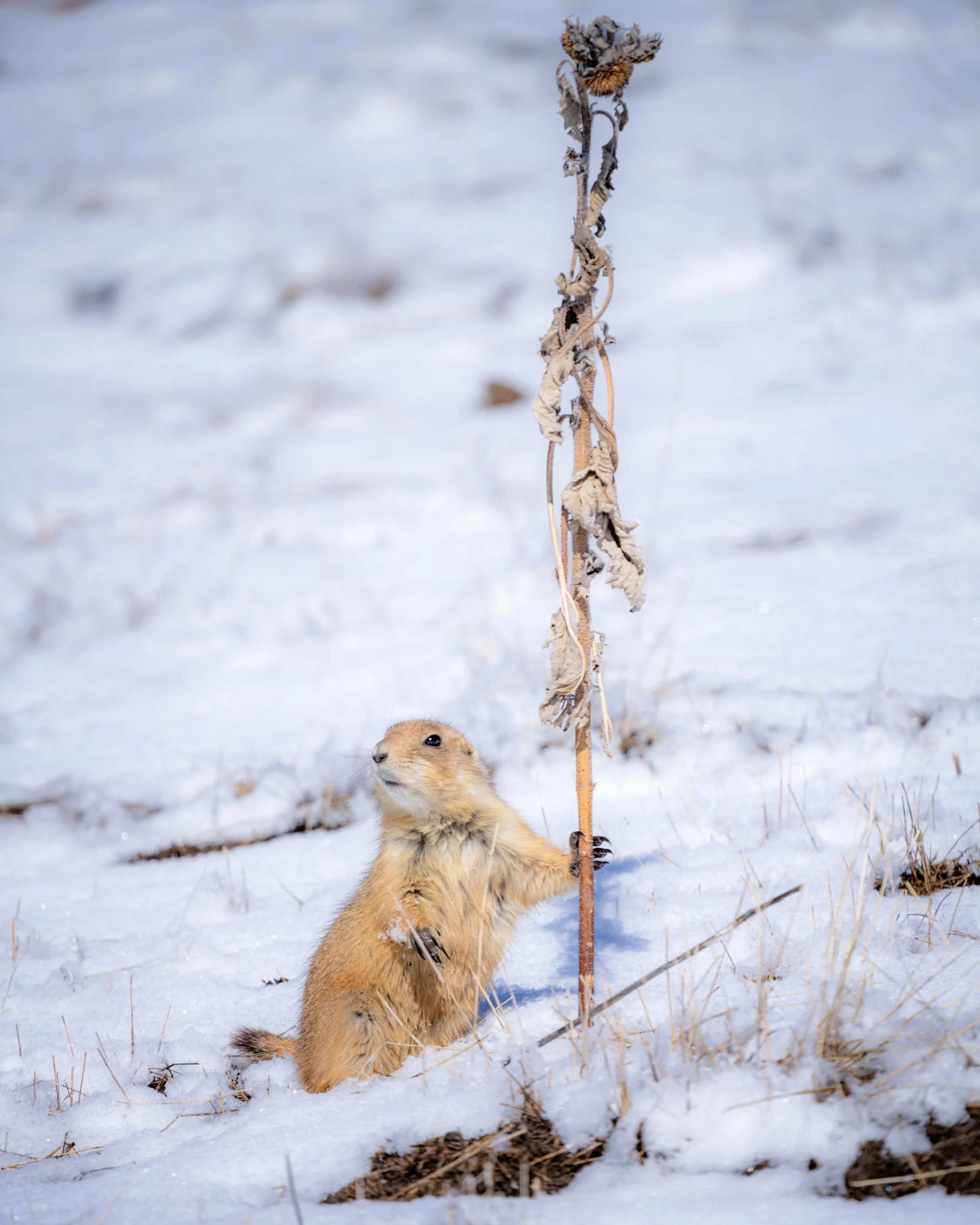 A prairie dog standing on its hind legs, holding onto a tall, dried plant stalk in a snowy landscape in Westminster, CO.