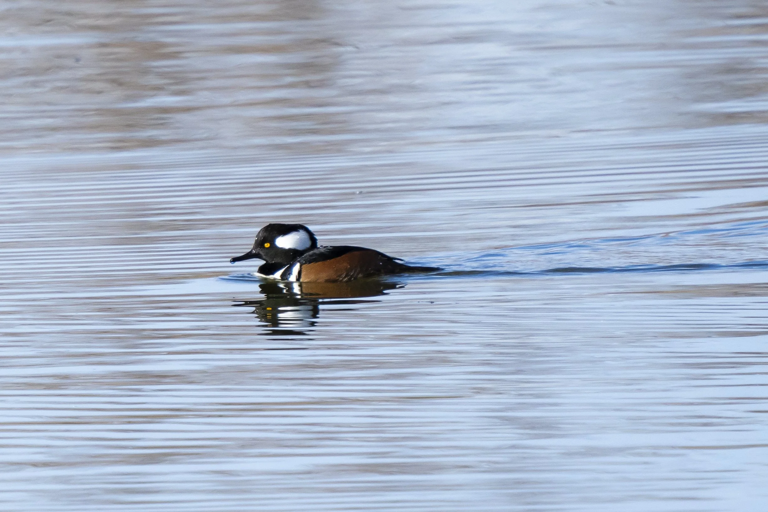 A Harlequin Duck swimming on calm water, showing black, white, and brown plumage.