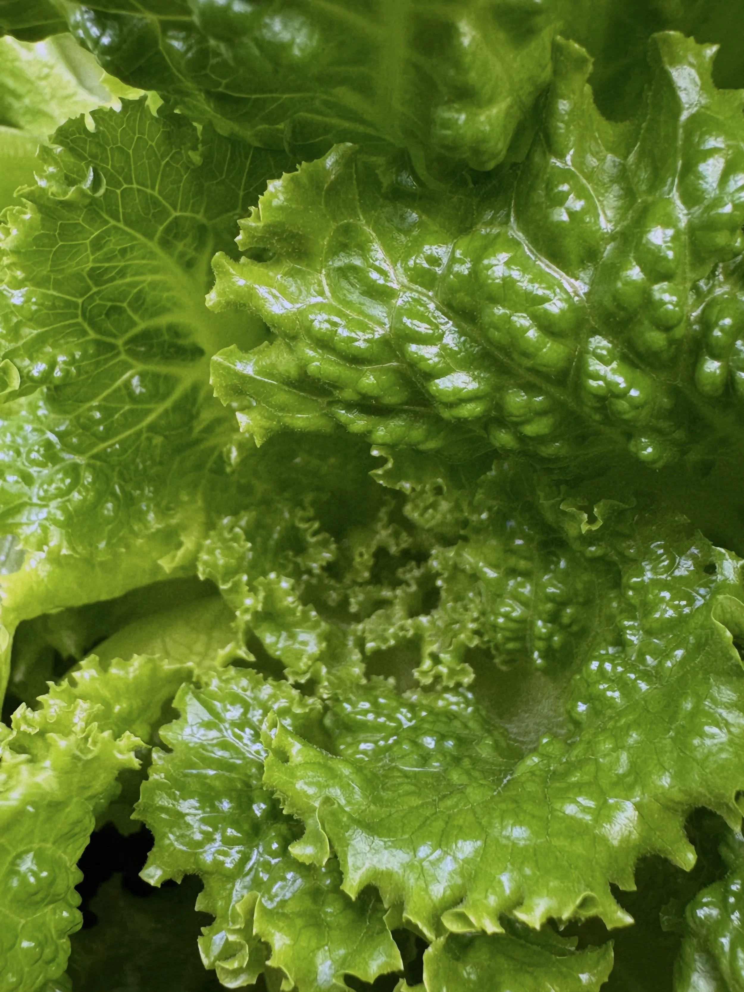 Close-up of green lettuce leaves showing detailed veining and texture.