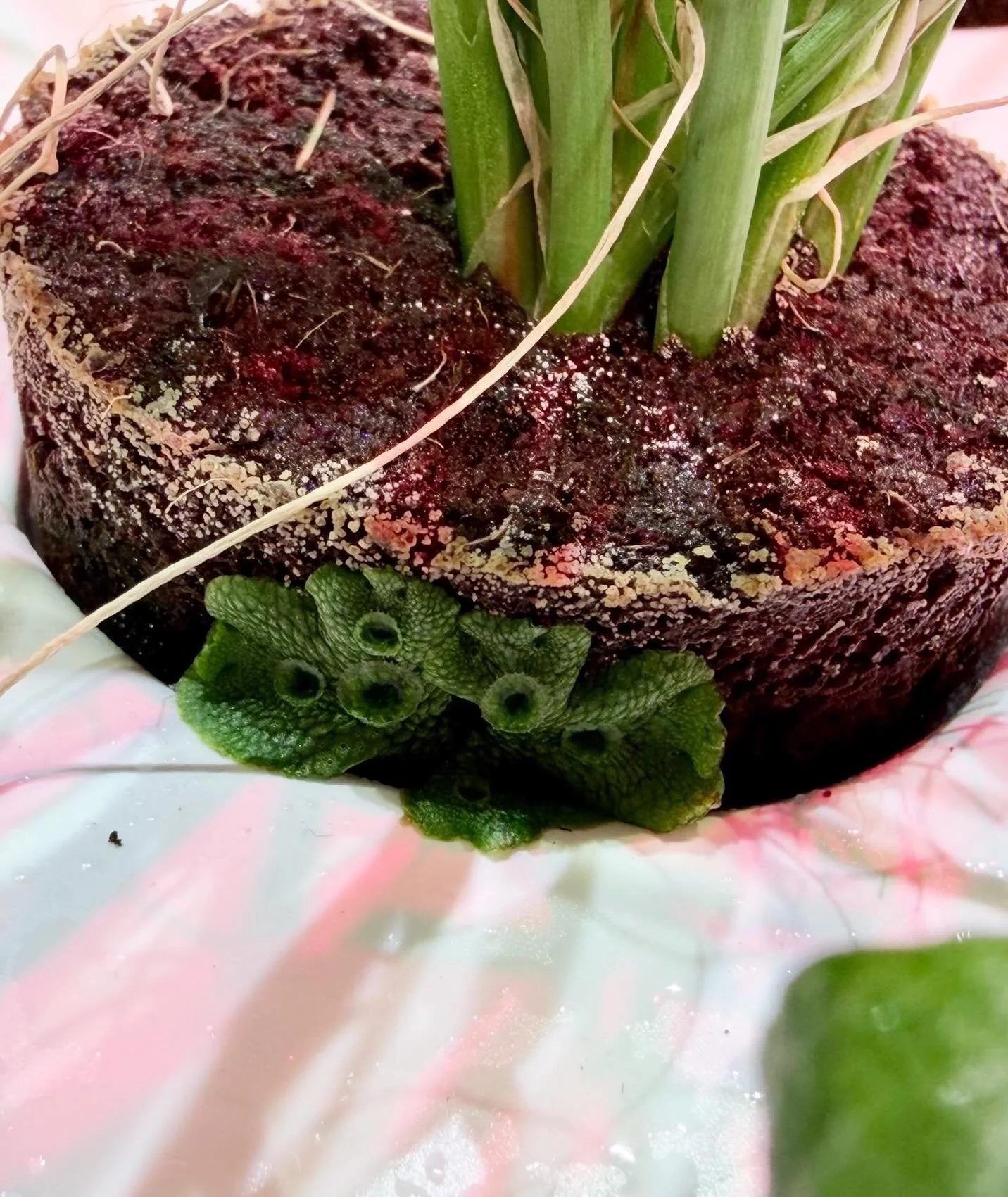 Apparently I grew myself some liverwort! Fun fact liverwort is actually one of the oldest land plant lineages on Earth, evolving ~470 million years ago 🌱 #liverwort #hydroponics #hydroponicgardener #hydroponicgarden