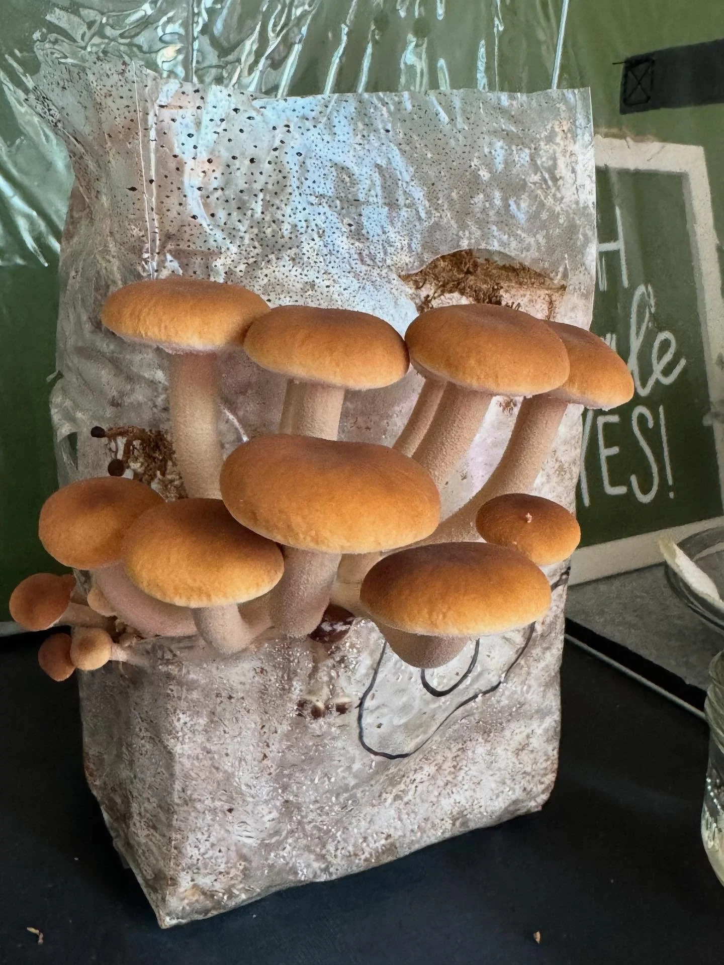 Second flush on my pioppino mushrooms from @growmushroomscanada #piopinnomushroom #growmushrooms #indoorgarden