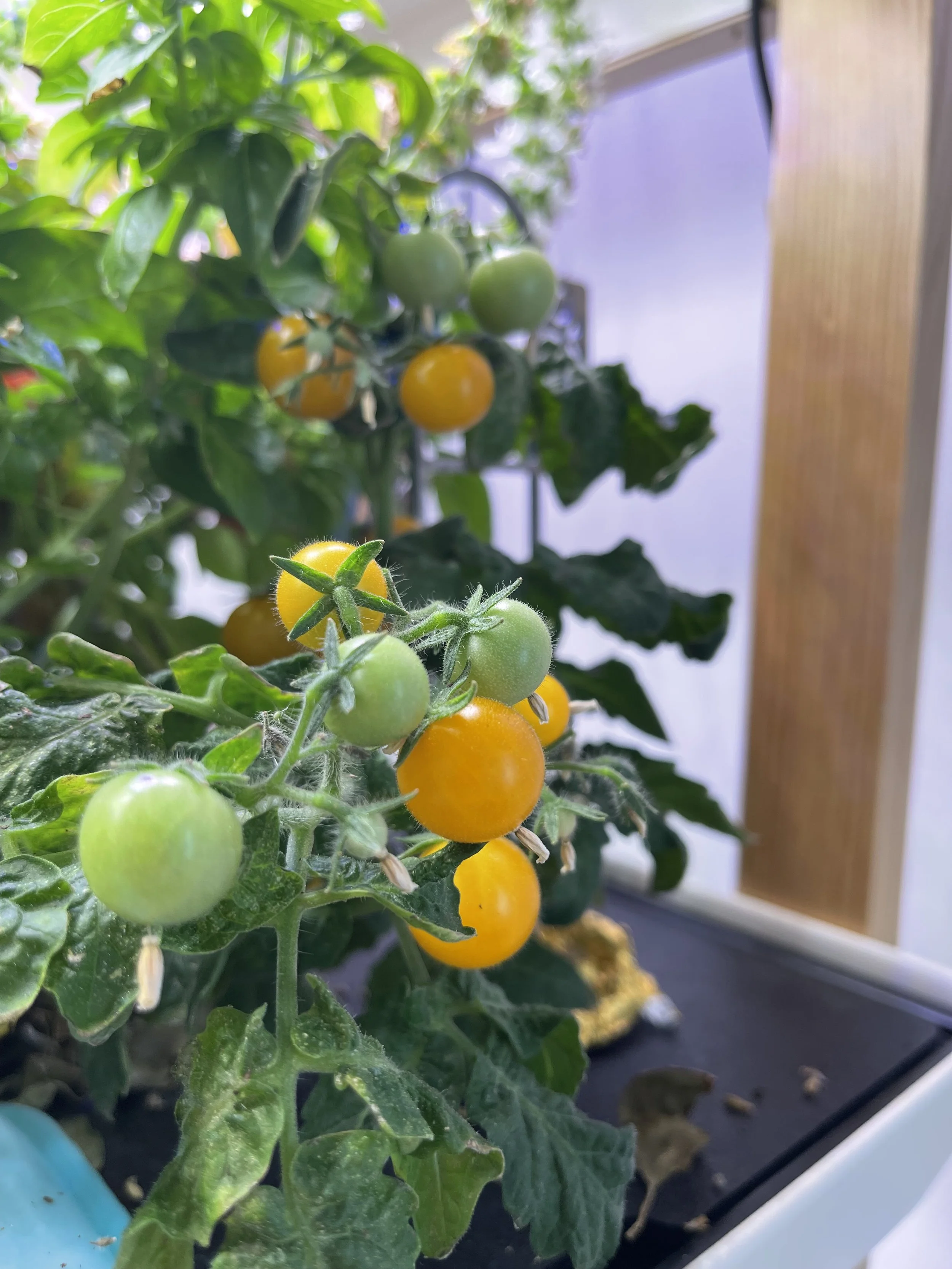 14 Easy Plants You Can Grow in an AeroGarden (Beginner-Friendly Guide)