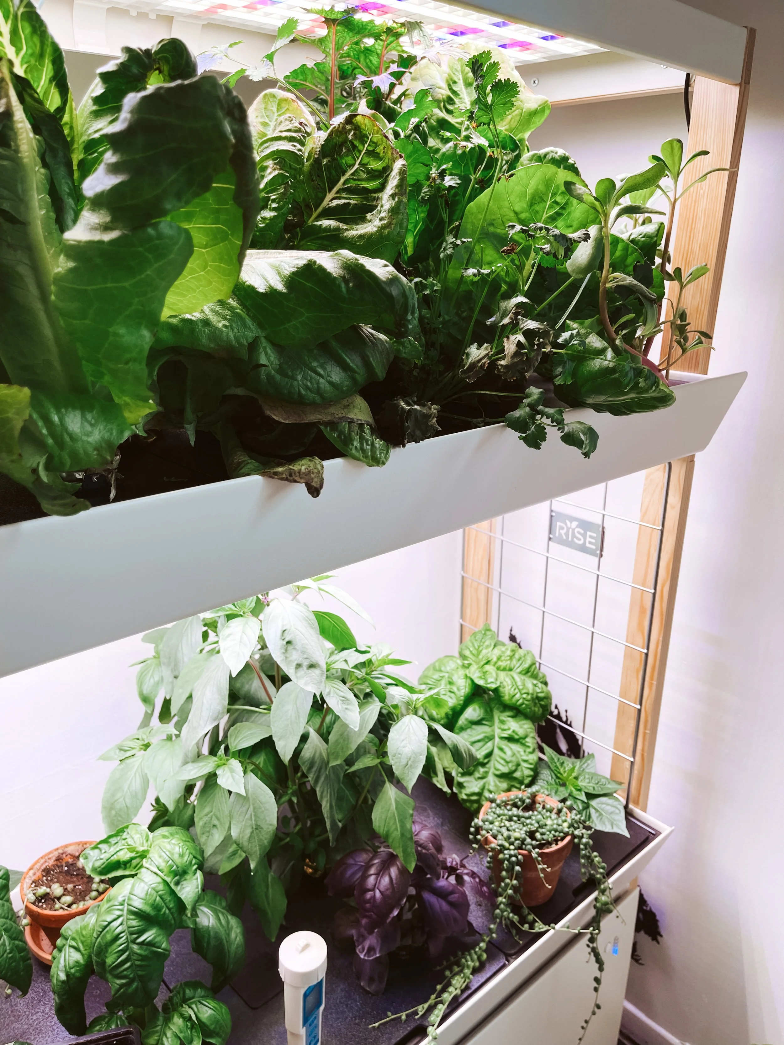 6 Tips to Grow Amazing Hydroponic Plants (Even If You’re a Beginner)