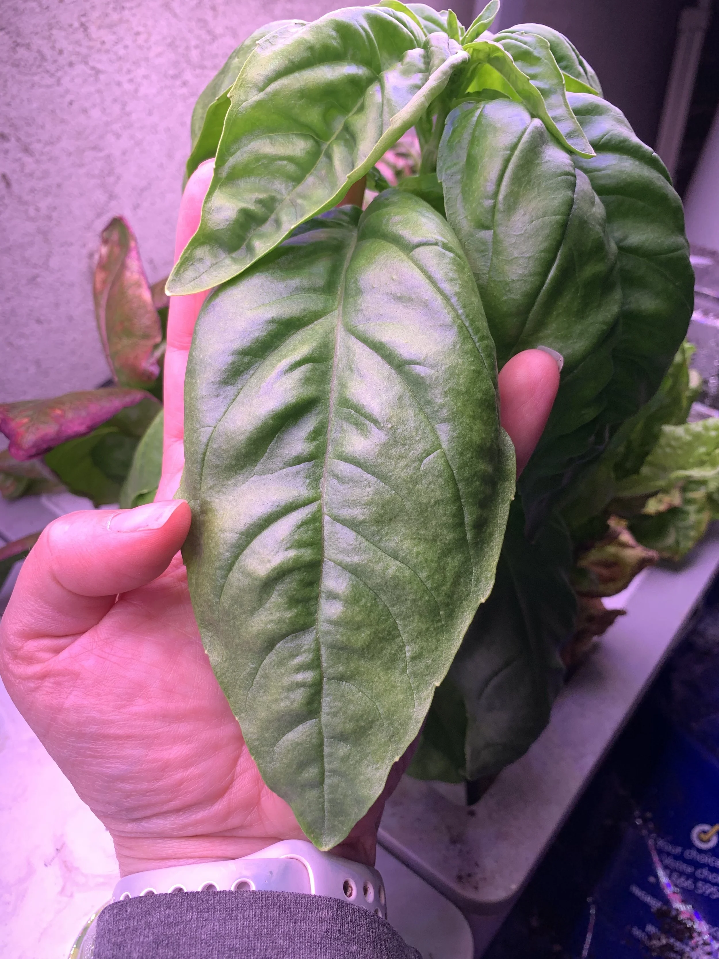 8 Reasons Outdoor Gardeners Should Try Hydroponic Gardening