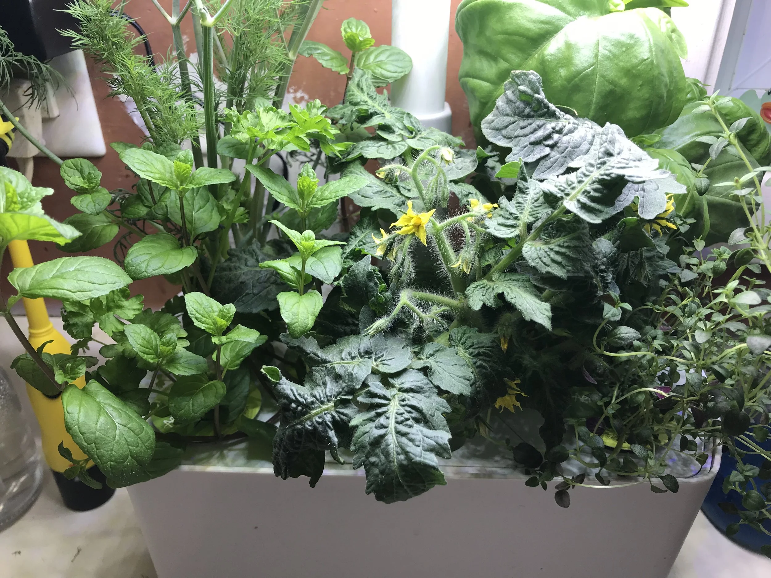 How to Transplant AeroGarden Plants &amp; Herbs into Soil (Step-by-Step Guide)