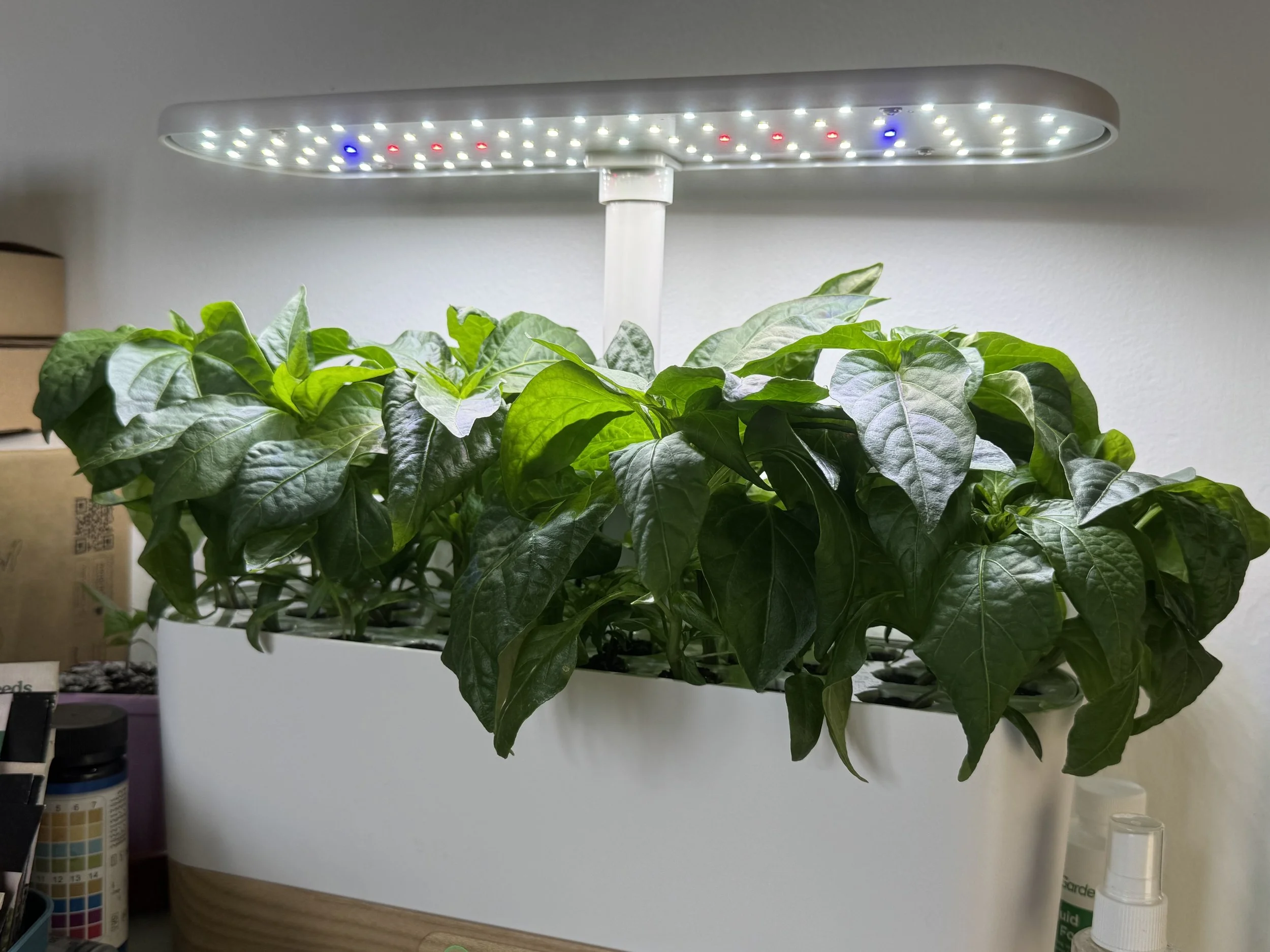 AeroGarden Tips for Beginners (Indoor Gardening Made Easy)