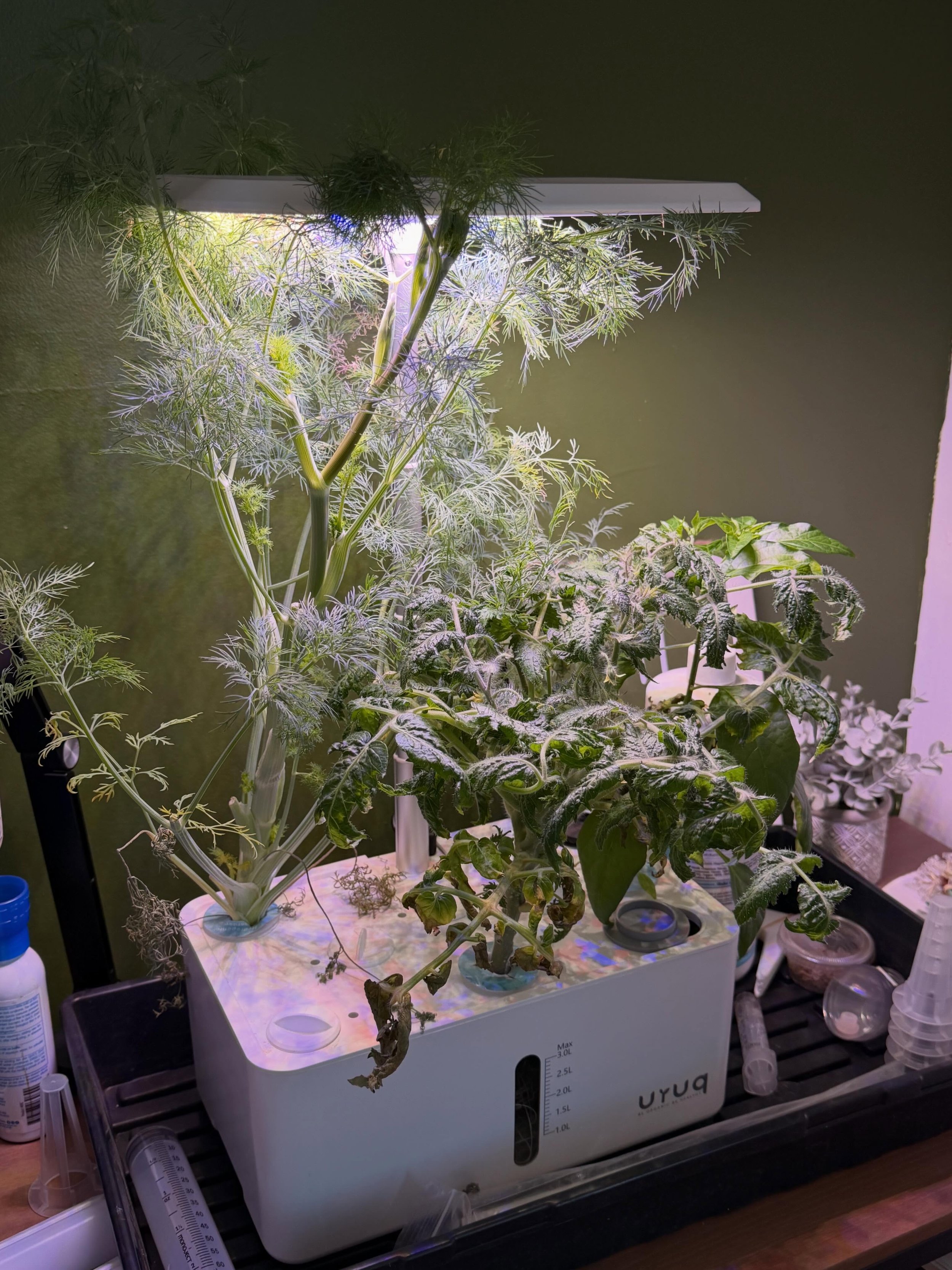 Putting this Uruq hydroponic system through the paces. Testing it out by growing some dill, a micro tomato and a shishito pepper. Review video will be coming soon on my YouTube channel (link in bio) #hydroponicgarden #hydroponic_system #uruqhydroponi