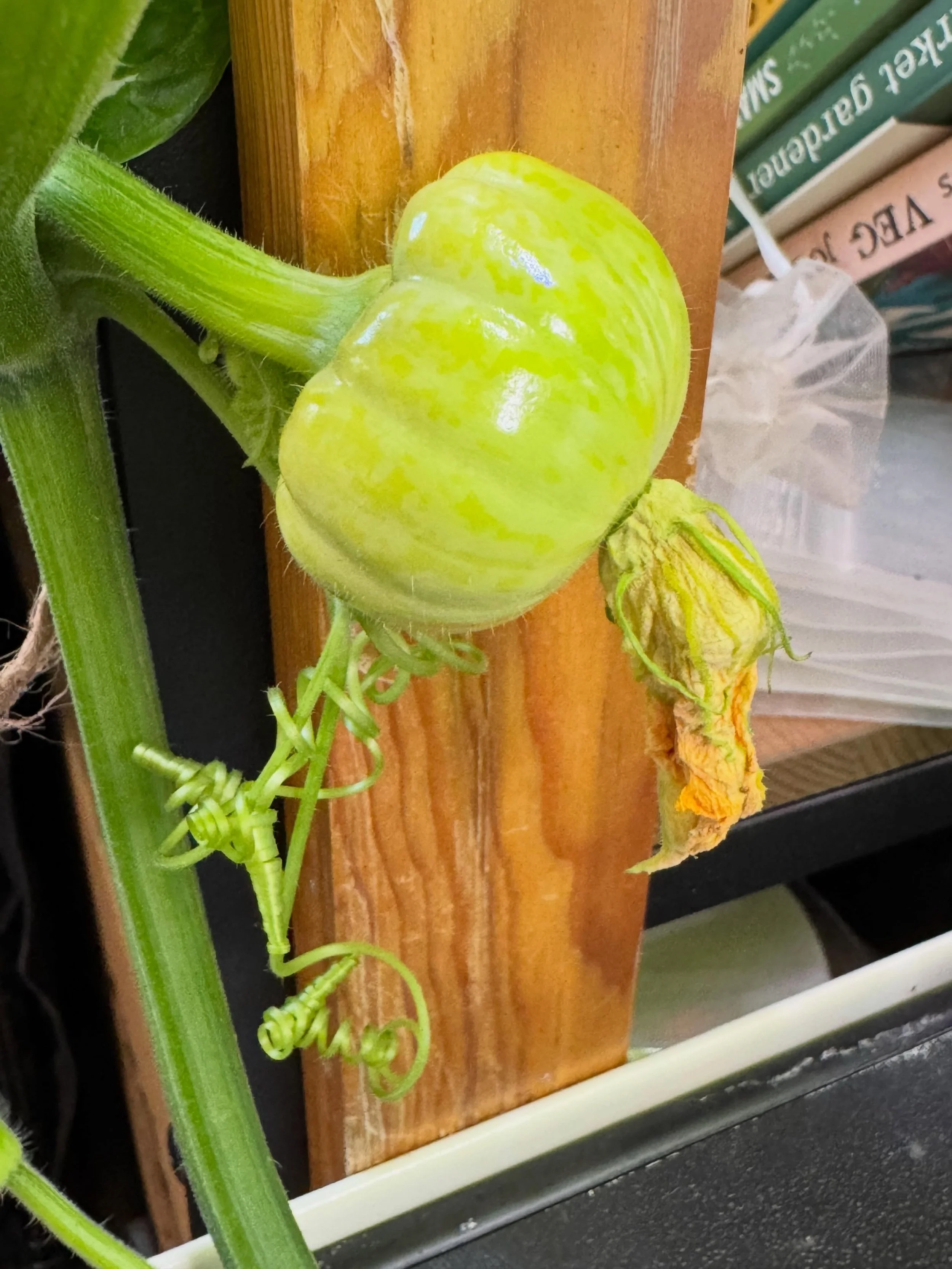 Growing a mini pumpkin indoors over the winter is a great feeling 🎃 #risegardens #indoorveggies #hydroponicgarden #hydroponicgardening