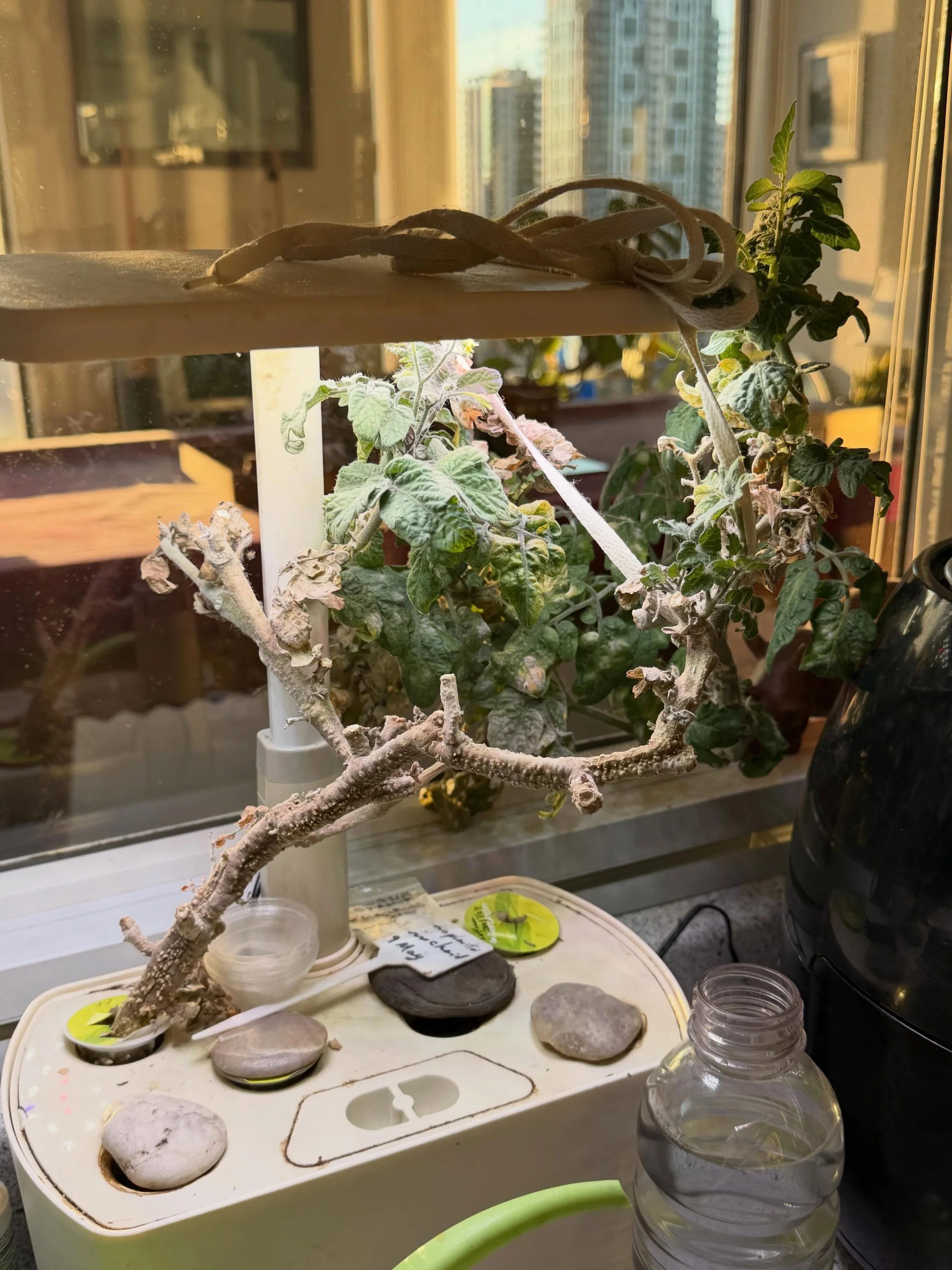 To most this would look like a sad little tomato plant. But it is over a year old, planted by my mum not long before she passed away. It has given my dad tomatoes for a year while he was learning to navigate the world without my mum. He has pruned it
