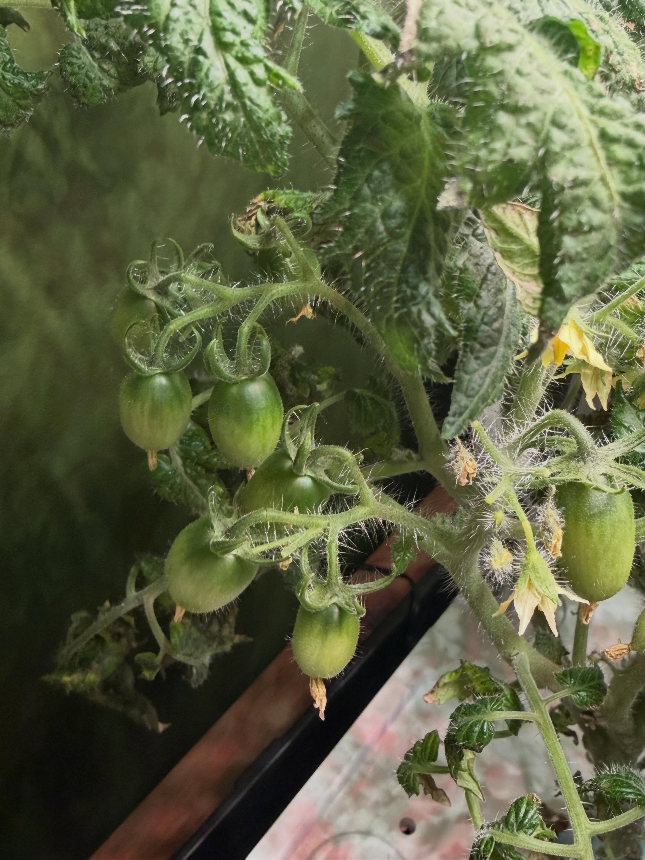 Laura #5 micro tomato is starting to produce! Growing well in my Uruq 8 pod system! This variety is known to produce a LOT of fruit. Can&rsquo;t wait to see how much it grows. #microtomato #indoorgarden #hydroponic