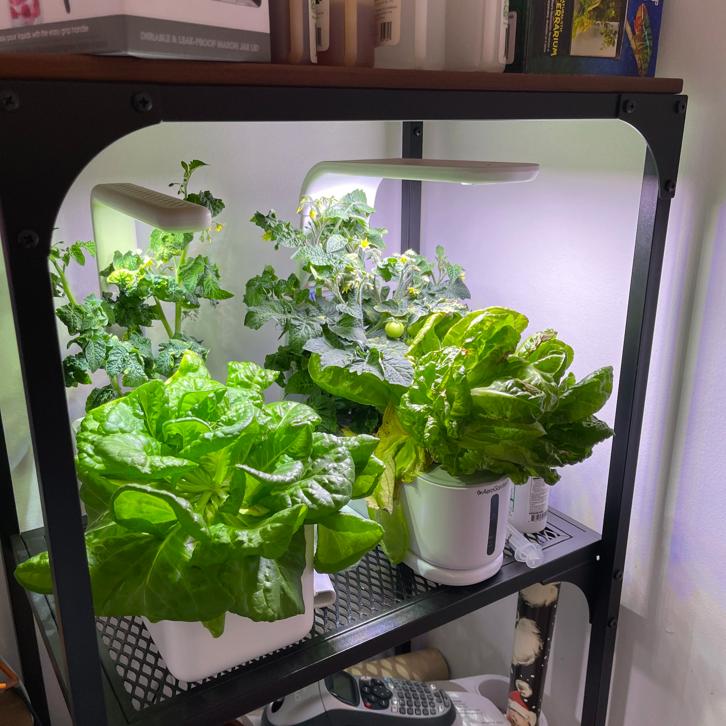 AeroGarden Sprout vs Click and Grow 3: Which One Grew Better?