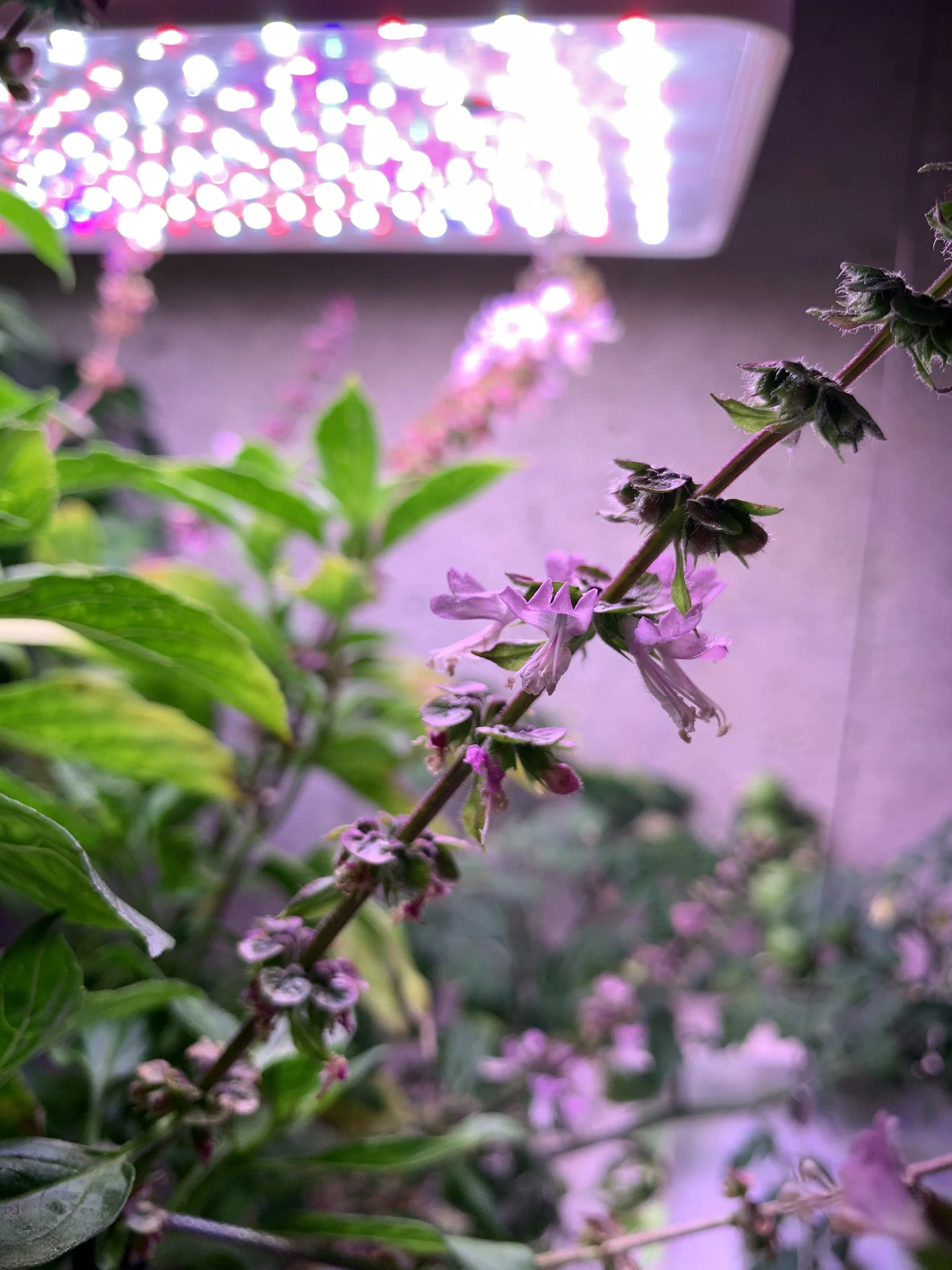 🍃 How to Grow Basil Hydroponically: The Complete Beginner's Guide