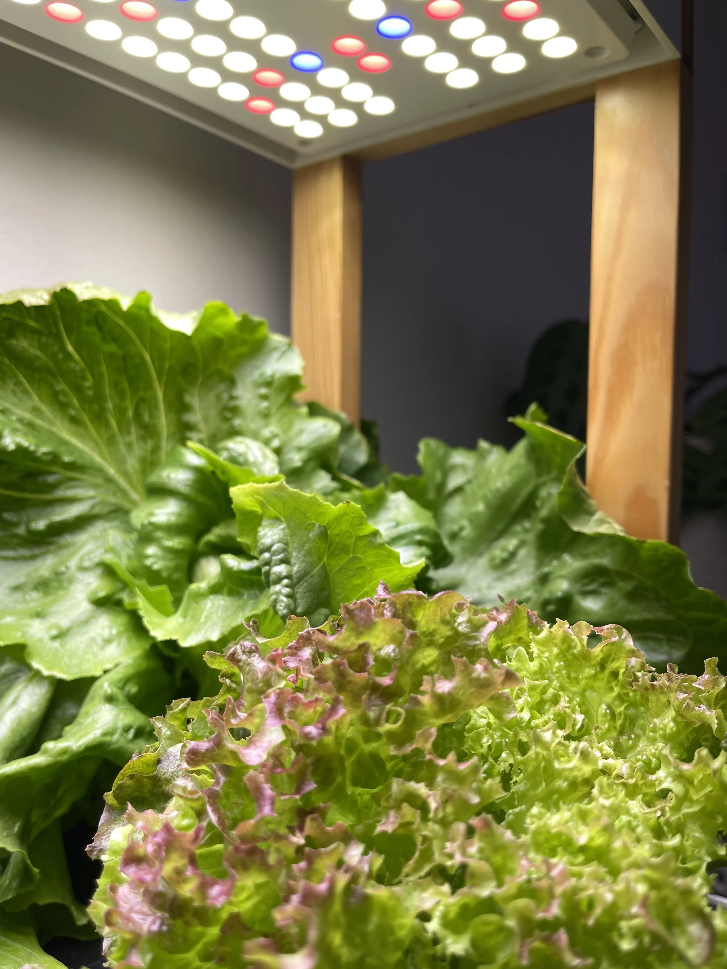 🥬 How to Grow Lettuce Hydroponically: The Complete Beginner's Guide
