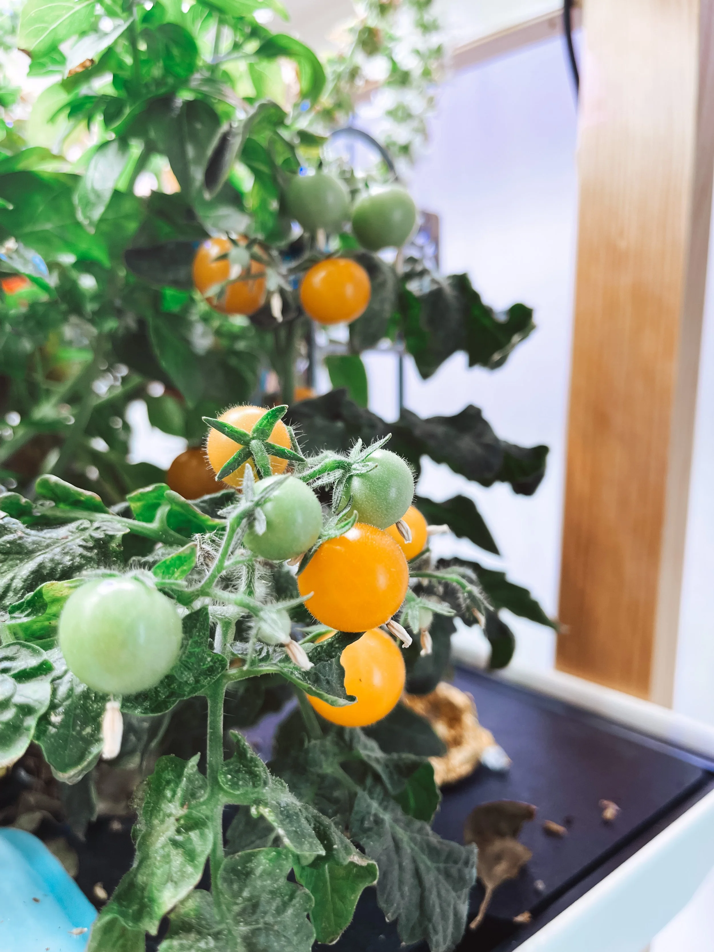 🍅 How to Grow Tomatoes Hydroponically: The Complete Beginner's Guide