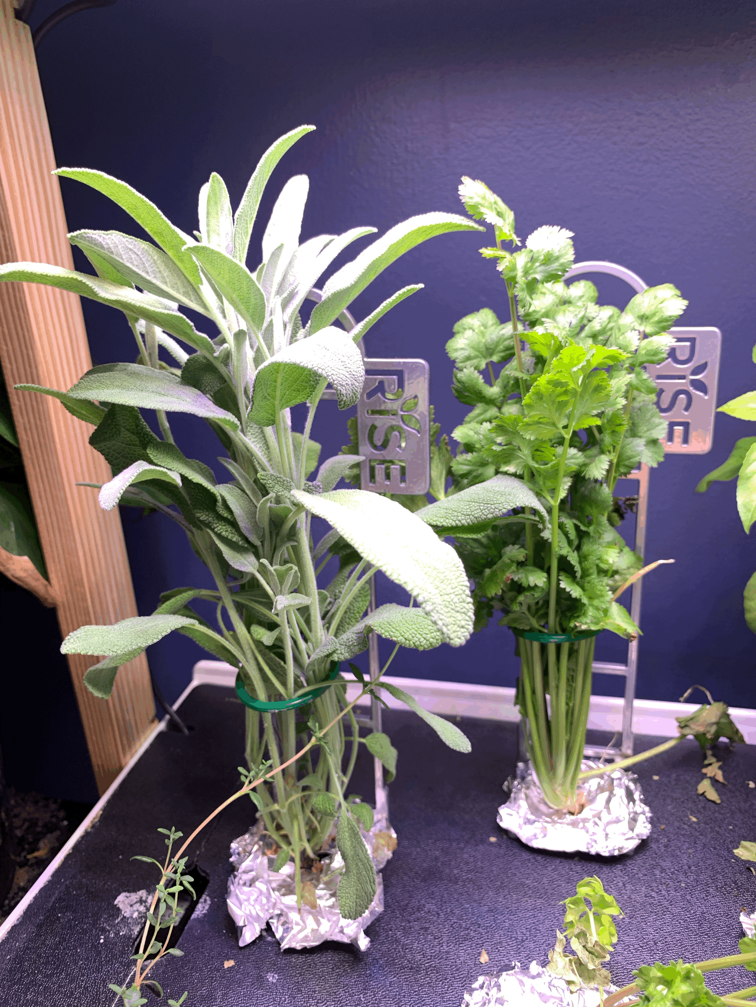 14 Easy Plants You Can Grow in an AeroGarden (Beginner-Friendly Guide)