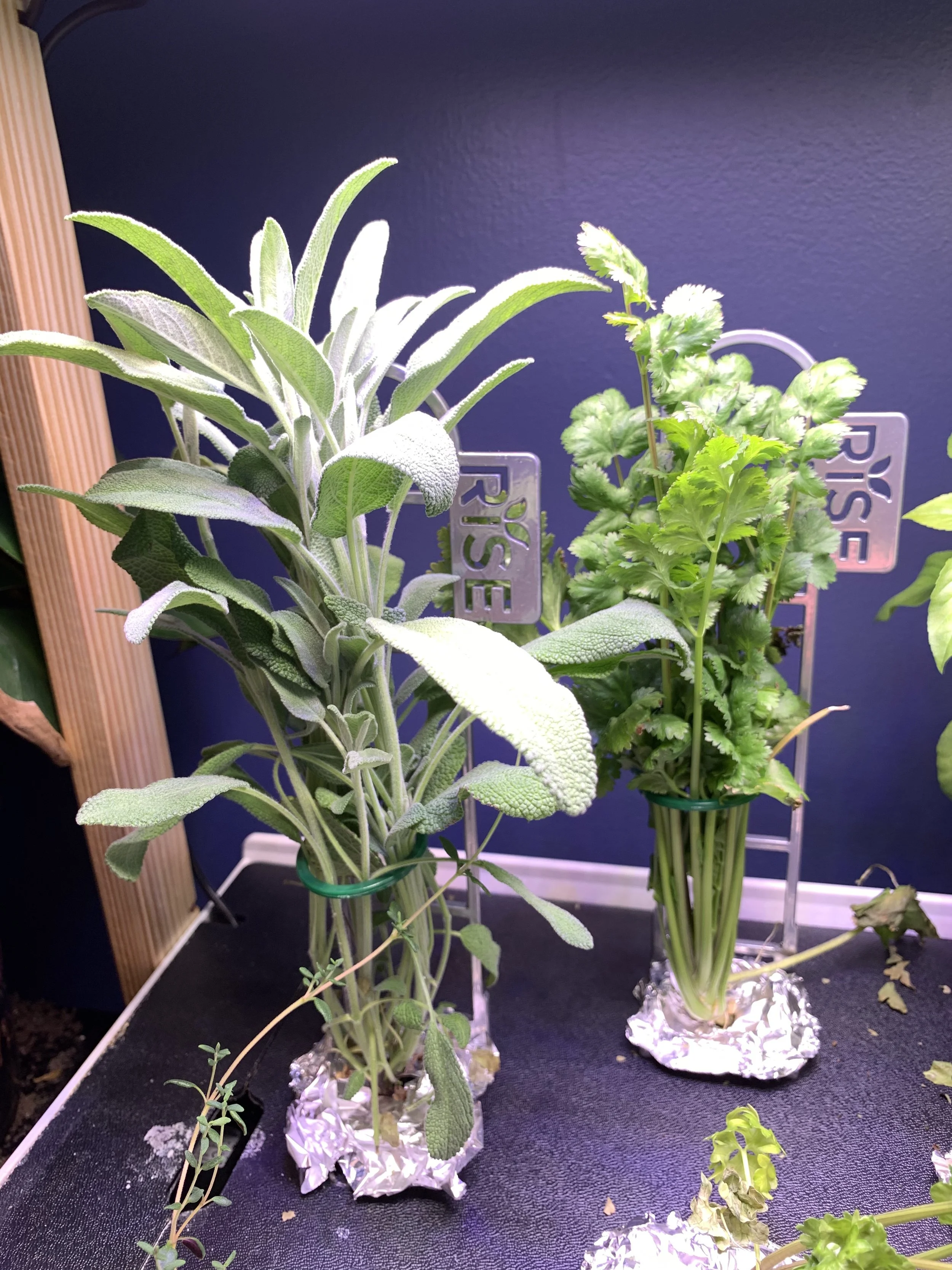 🪴 How to Grow Herbs Hydroponically: The Complete Beginner's Guide
