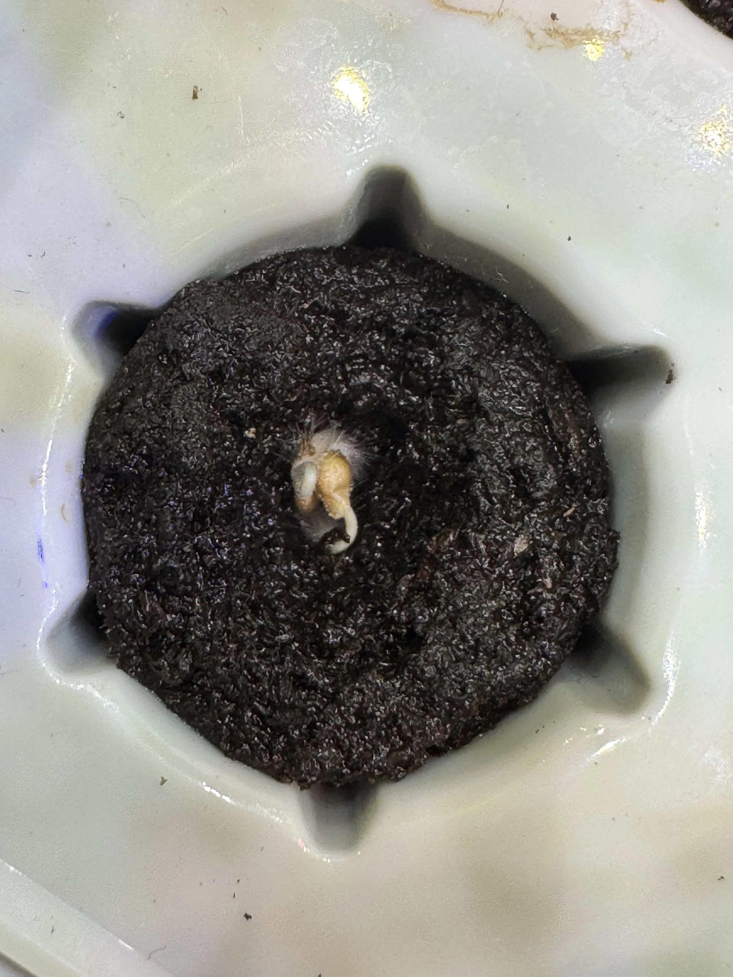 White Fuzzy Stuff on Your Hydroponic Grow Pod? Don’t Panic 😱