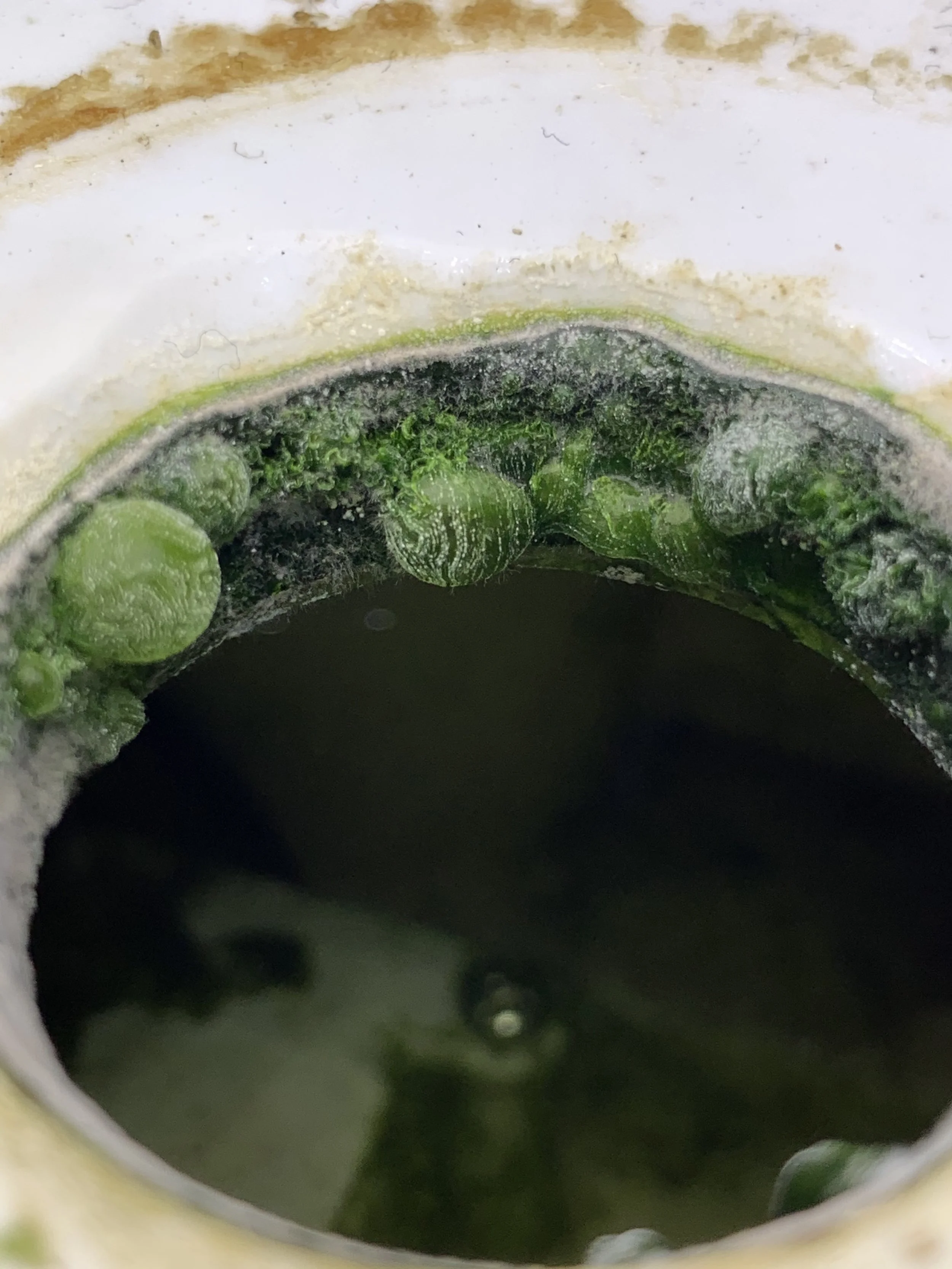 🦠Green Slime in Your Hydroponic Garden? How to Get Rid of Algae