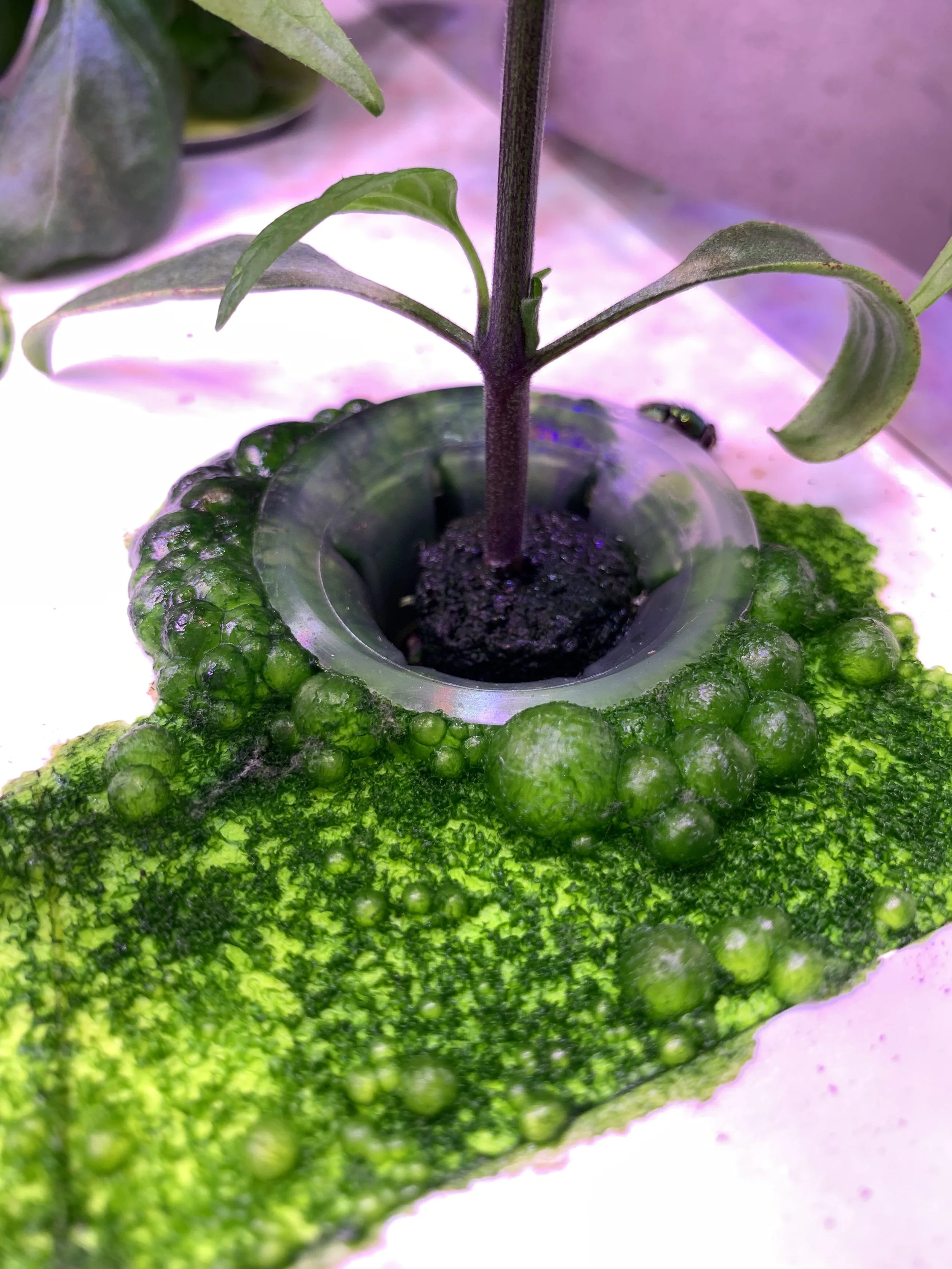 12 Common Hydroponic Problems (and How to Fix Them)